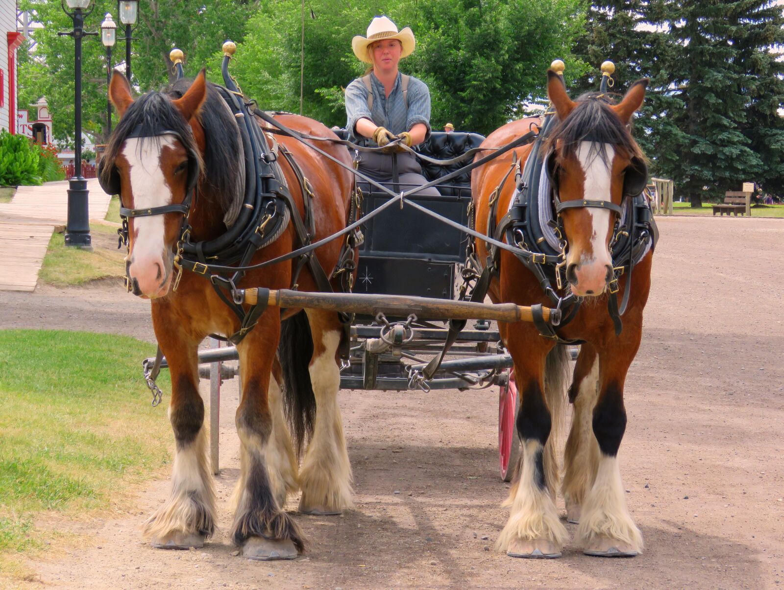 Canon PowerShot SX60 HS sample photo. Horse drawn carriage, horses photography