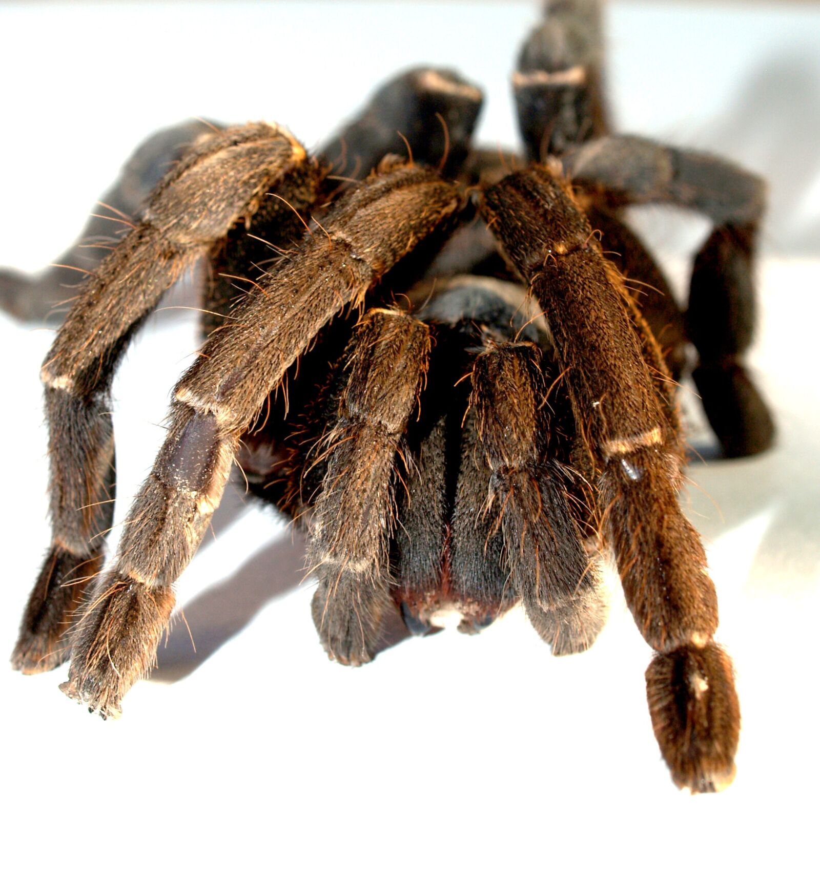Olympus E-300 (EVOLT E-300) sample photo. Spider, tarantula, arthropod photography