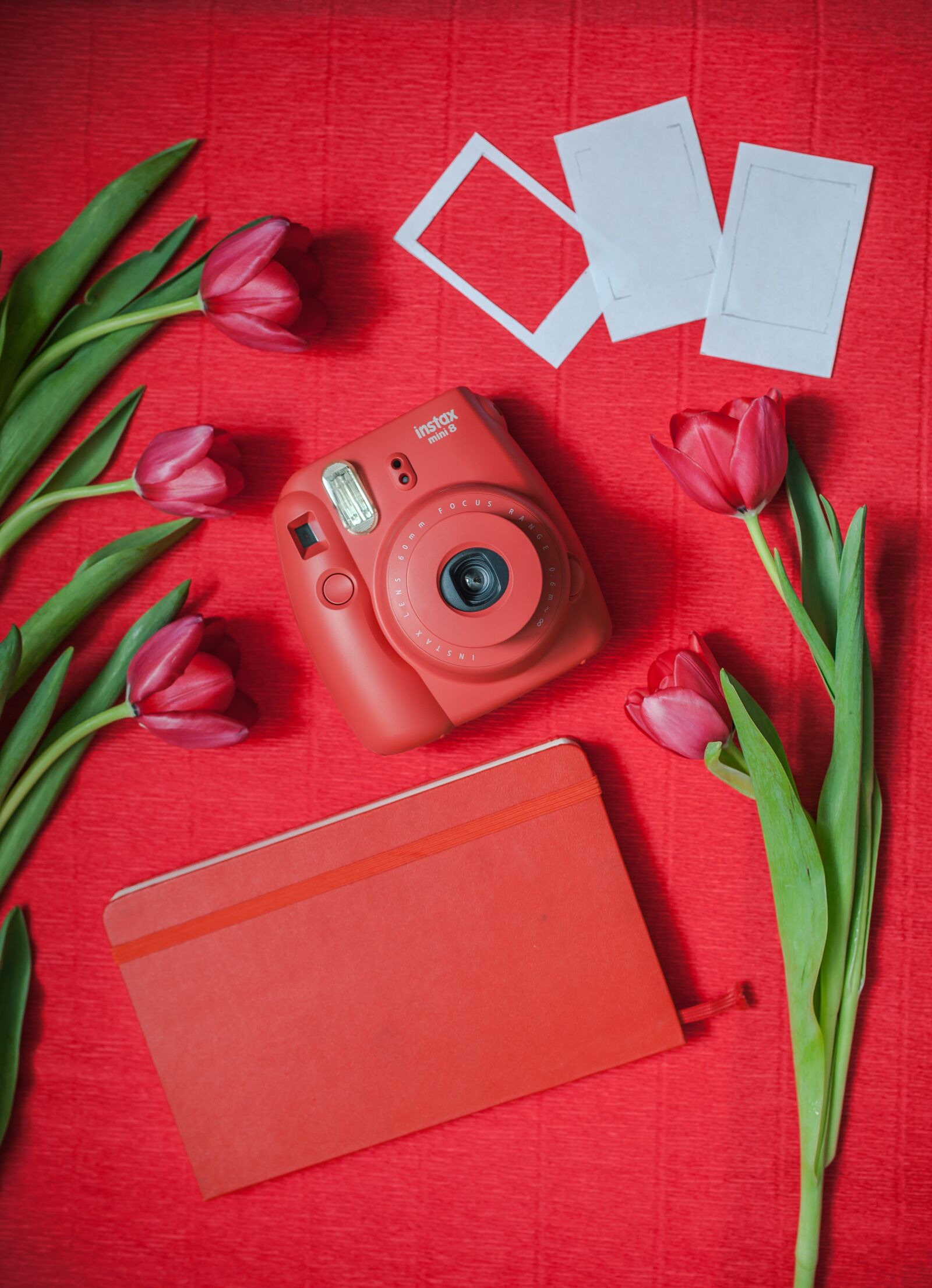 Canon EOS 5D Mark II sample photo. Polaroid, camera, tulip photography