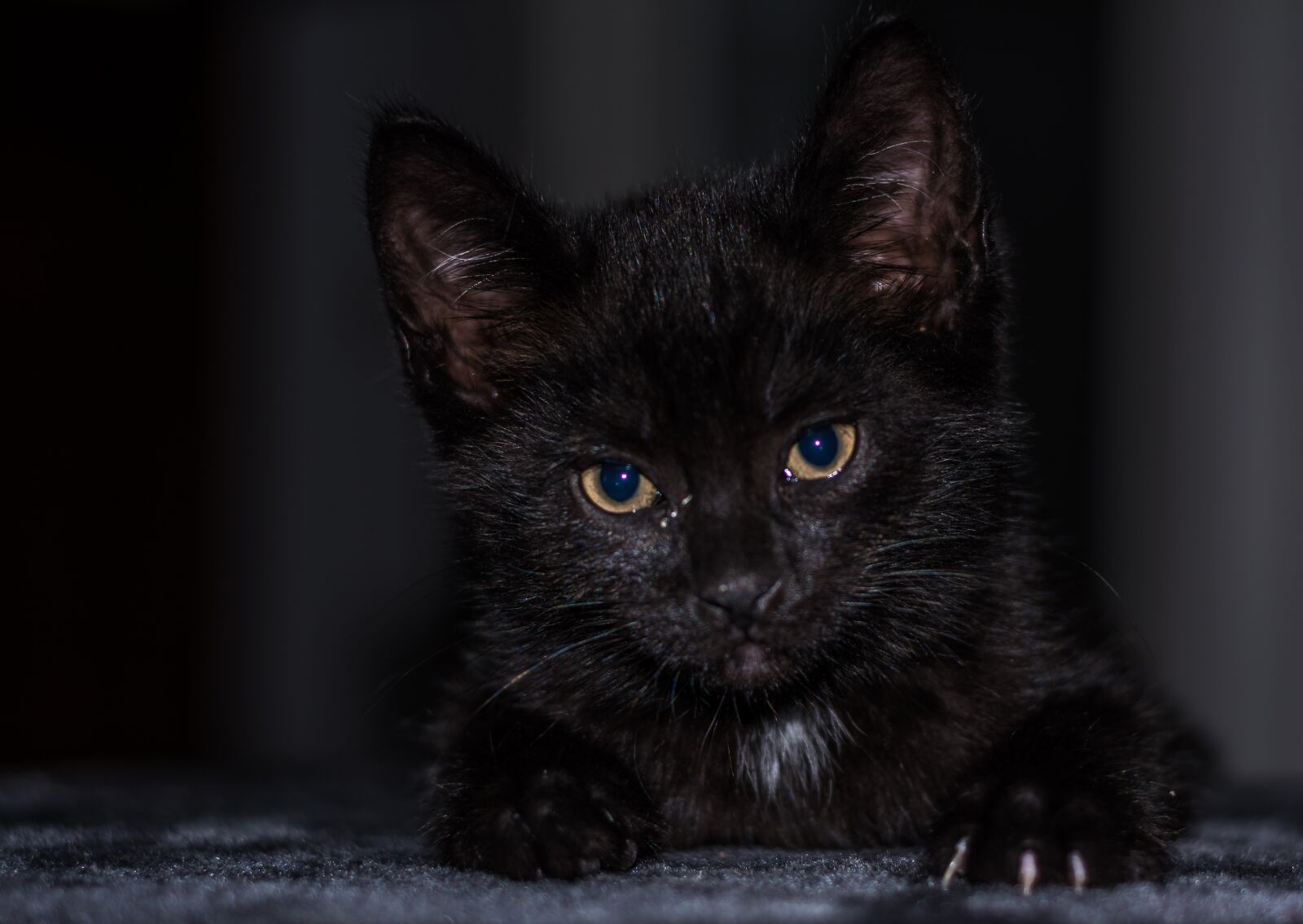 Nikon D5200 sample photo. Baby cat, cat baby photography
