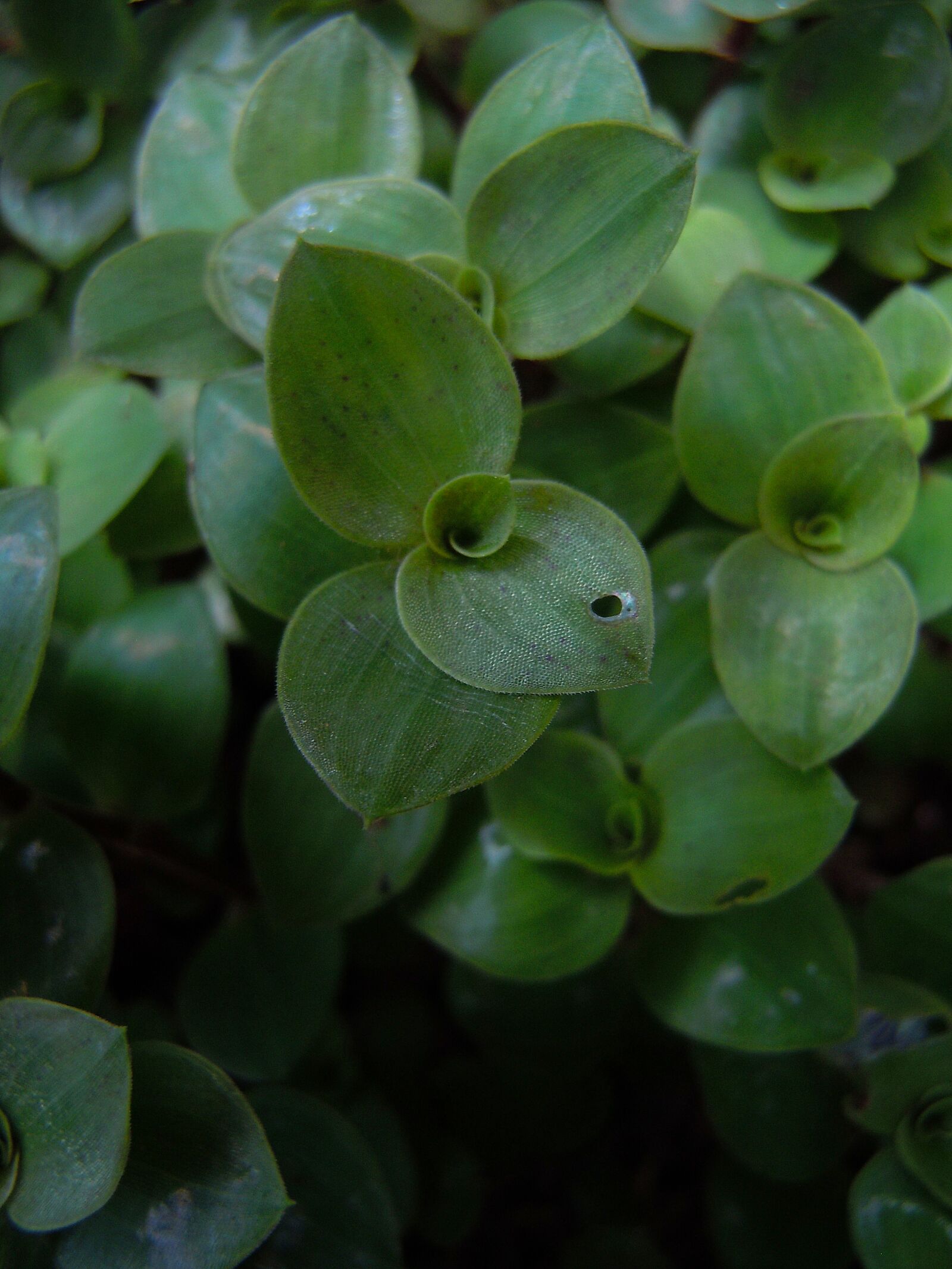 Nikon Coolpix S6000 sample photo