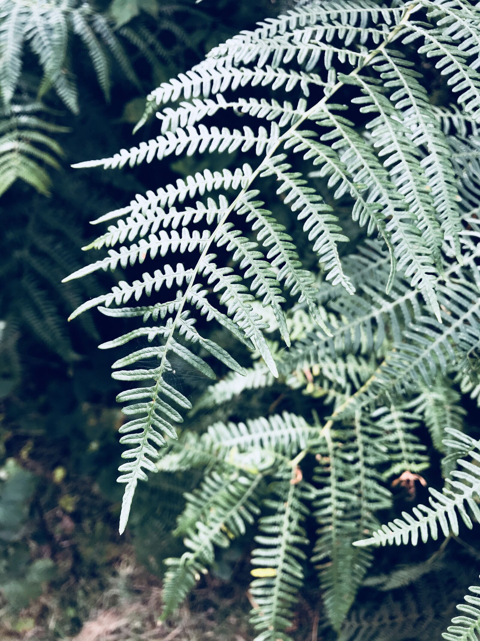 iPhone 7 back camera 3.99mm f/1.8 sample photo. Fern, forest, green photography