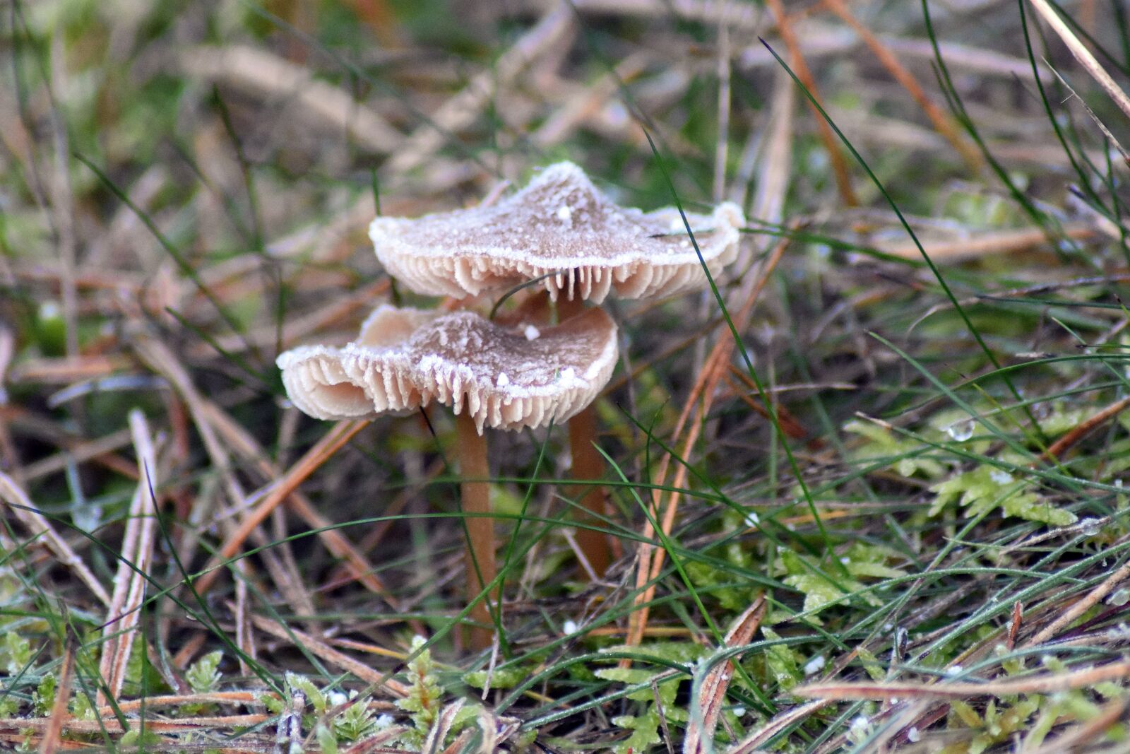 Nikon D3400 sample photo. Mushrooms forest, nature, mushroom photography
