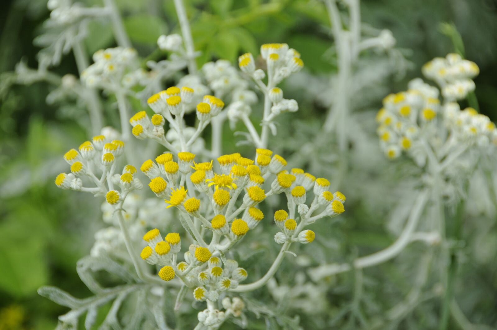Nikon D300 sample photo. Flower, blossom, bloom photography