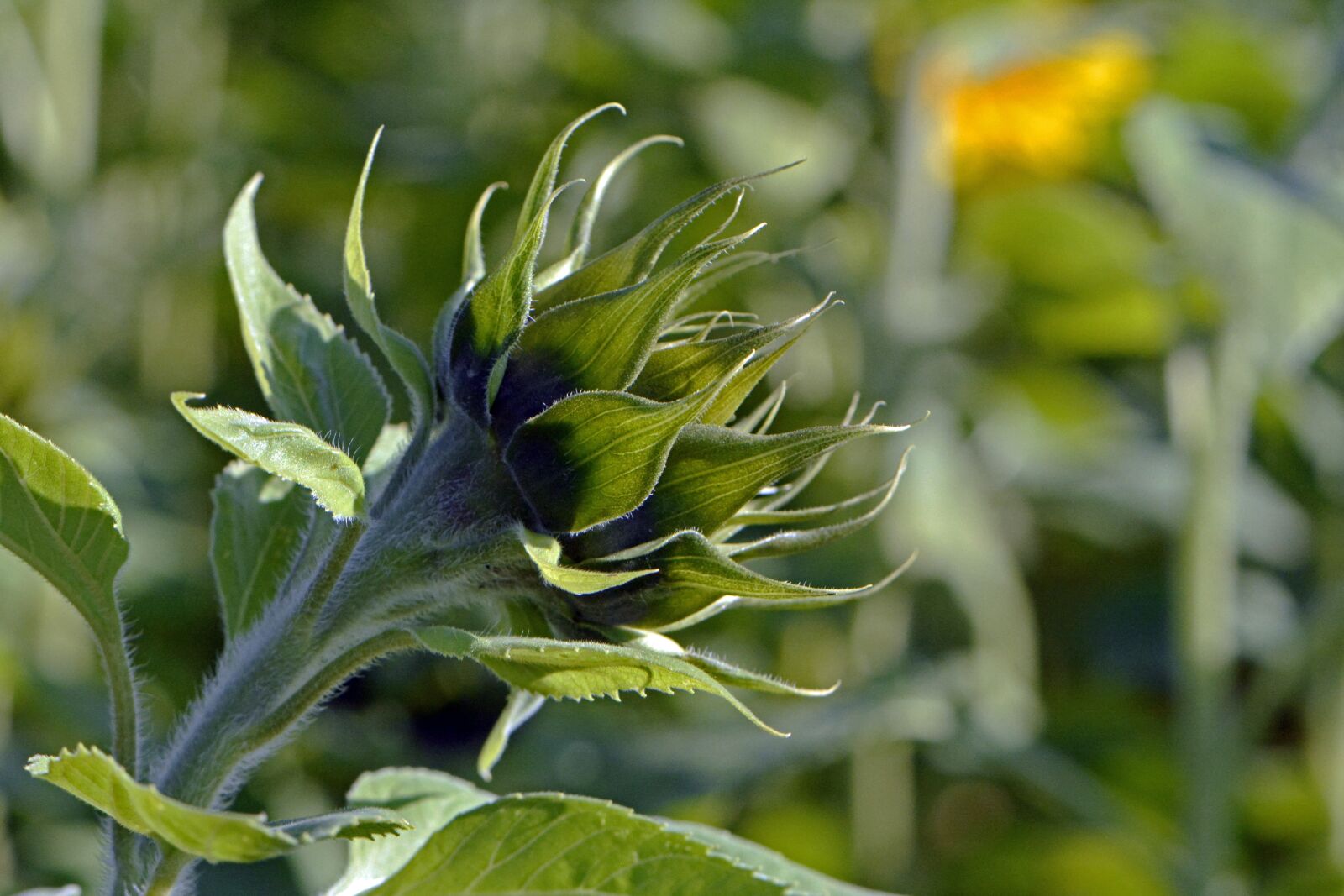 Nikon D7100 sample photo. Sunflower, bud, summer photography