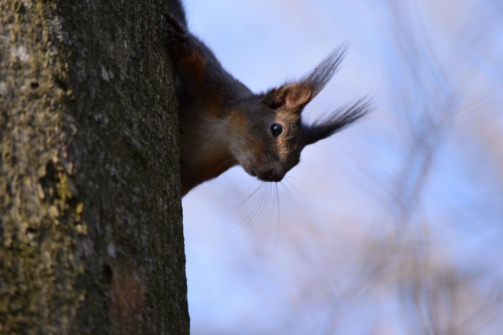 Nikon D5300 sample photo. Squirrel, salzburg, kapuzinerberg photography