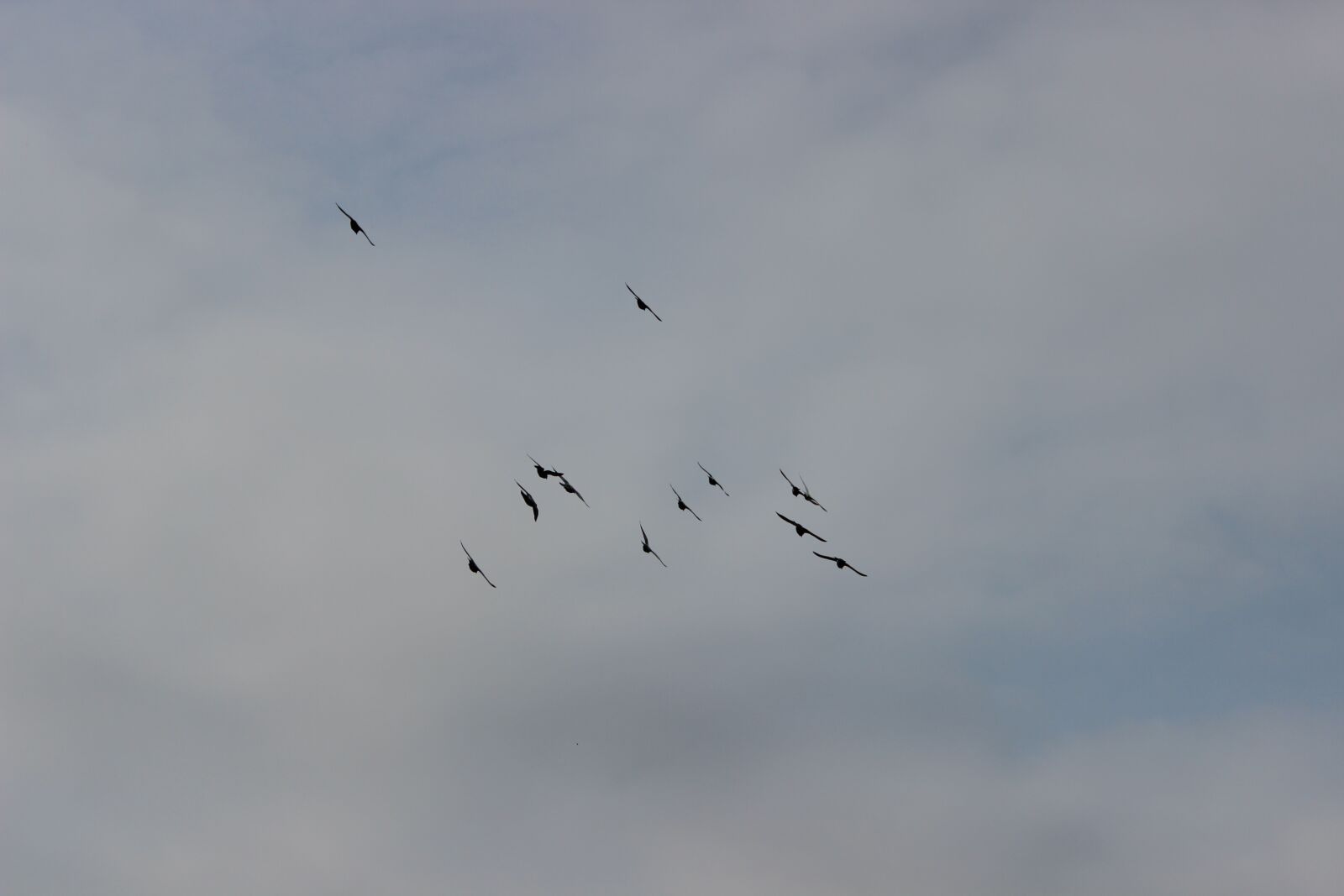 Canon EOS 600D (Rebel EOS T3i / EOS Kiss X5) sample photo. Birds, sky, flight photography