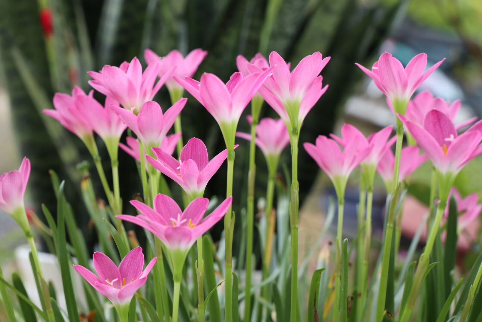Canon EOS M6 sample photo. Stand up pink flowers photography
