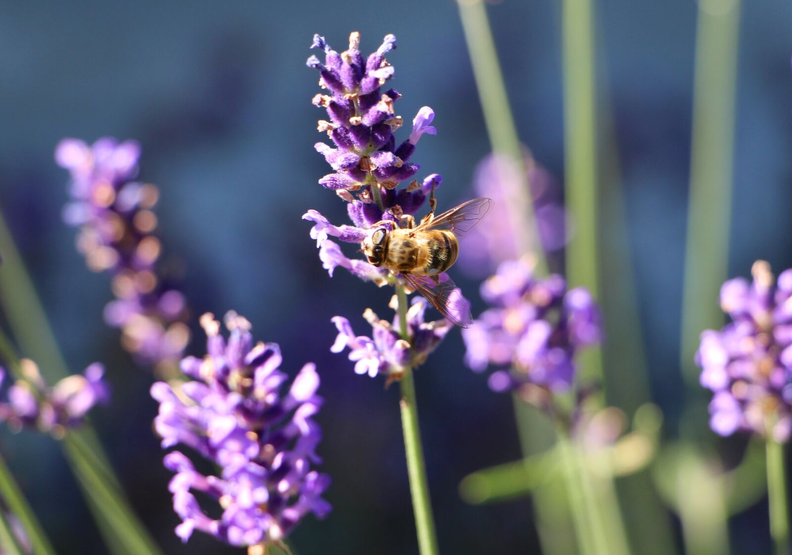 Canon EOS 650D (EOS Rebel T4i / EOS Kiss X6i) sample photo. Bee, nectar, lavender photography