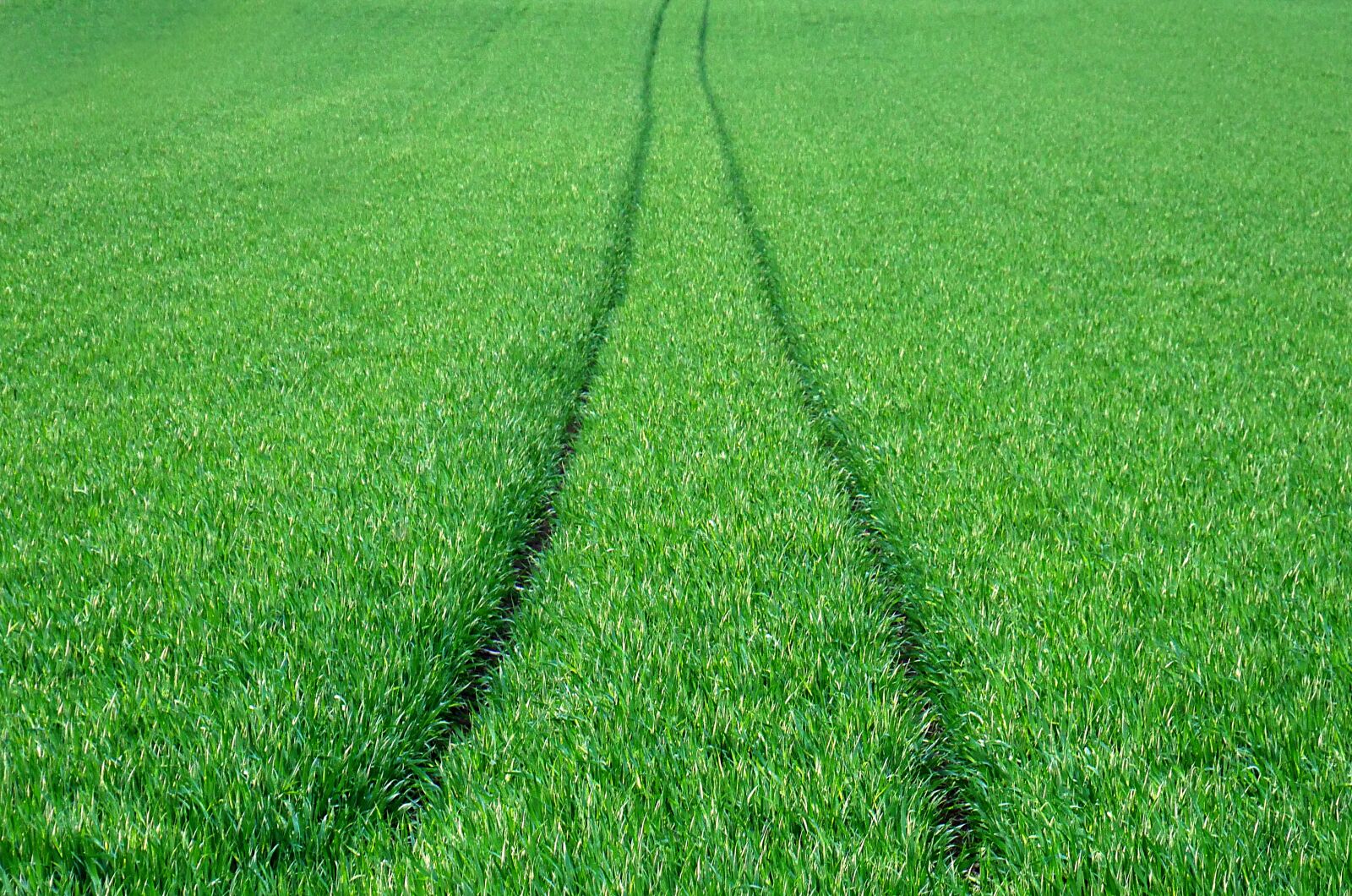 Panasonic Lumix DMC-GX8 sample photo. Field, wheat, green photography