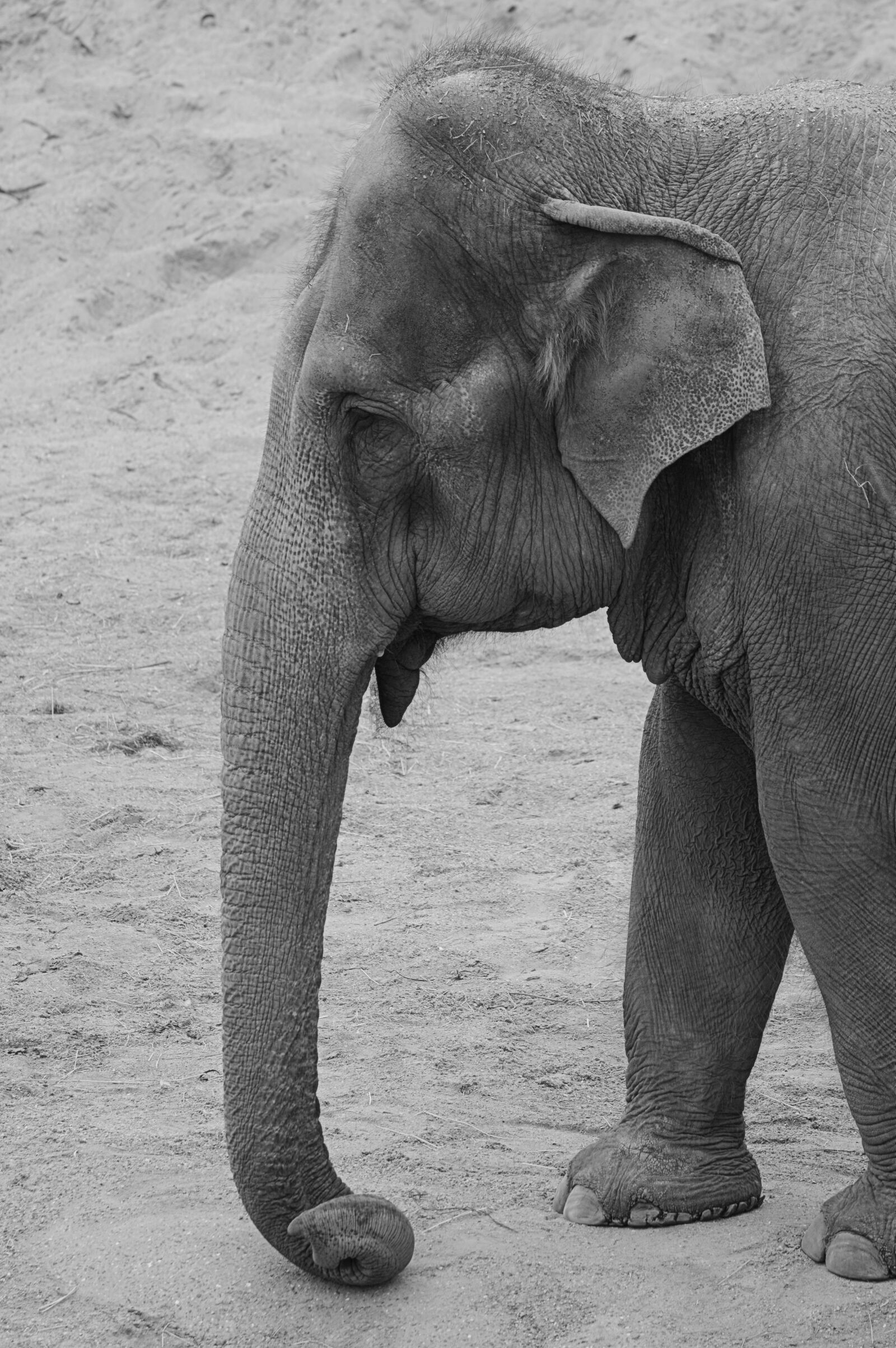Nikon D5200 sample photo. Elephant, animal, trunk photography