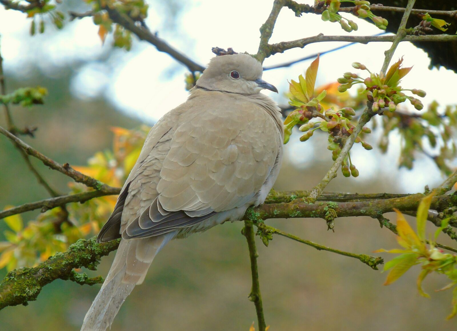 Sony Cyber-shot DSC-H400 sample photo. Collared, turtle dove, dove photography