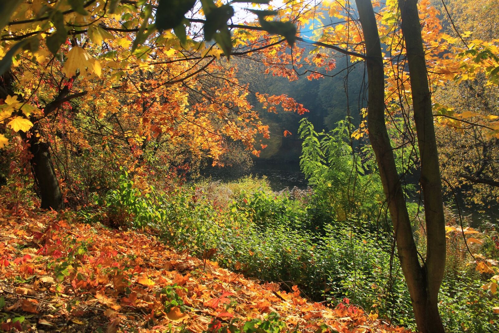 Canon EOS 1300D (EOS Rebel T6 / EOS Kiss X80) sample photo. Autumn, golden autumn, season photography