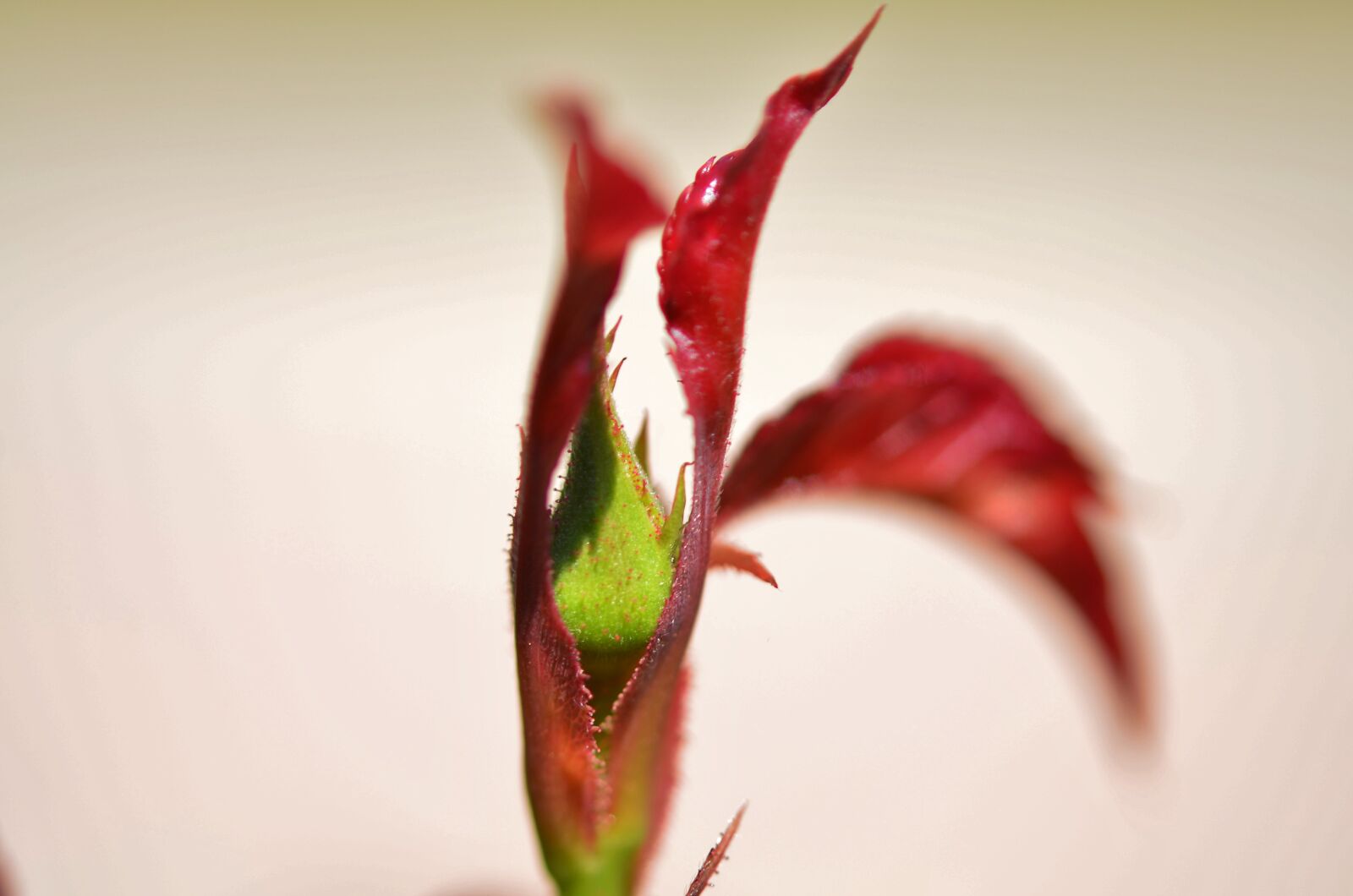Nikon D7000 sample photo. Flower, spring, summer photography