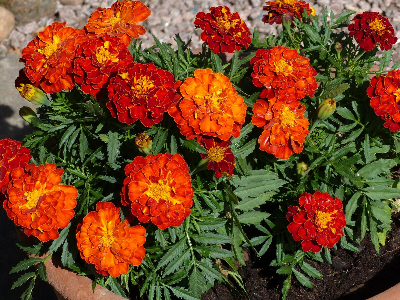 Panasonic Lumix DMC-FZ200 sample photo. Marigolds, flowers, seedlings photography