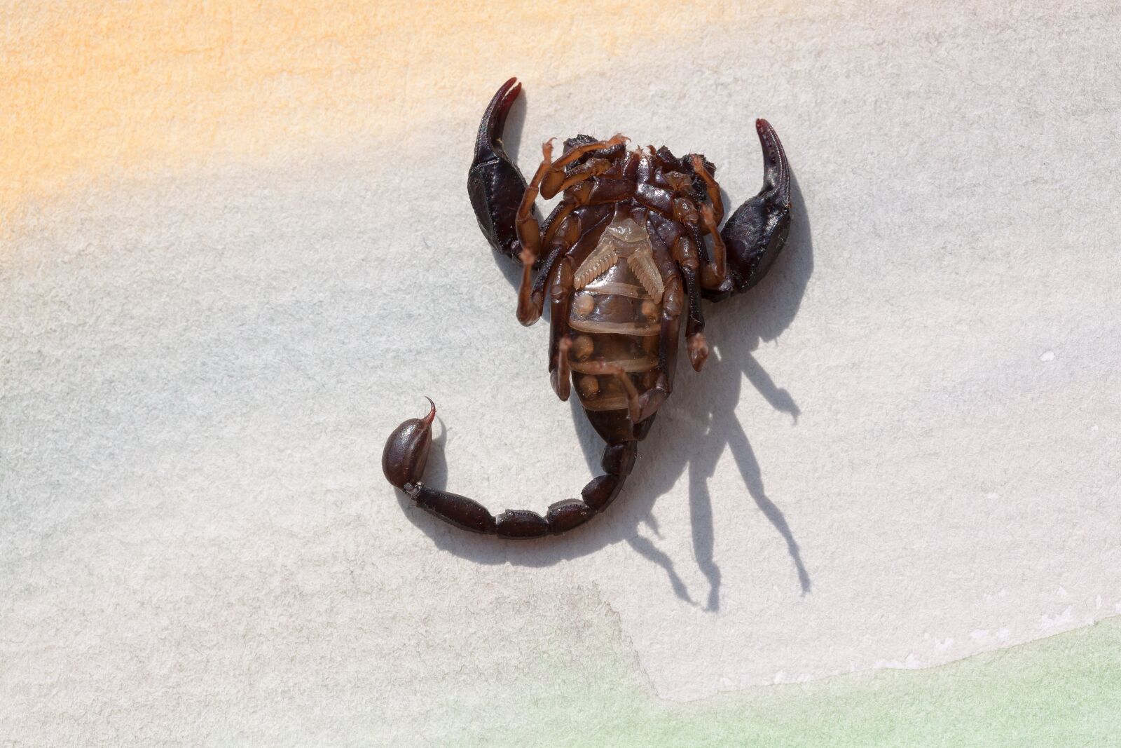 Canon EOS 50D sample photo. Scorpio, androctonus crassicauda, soffit photography