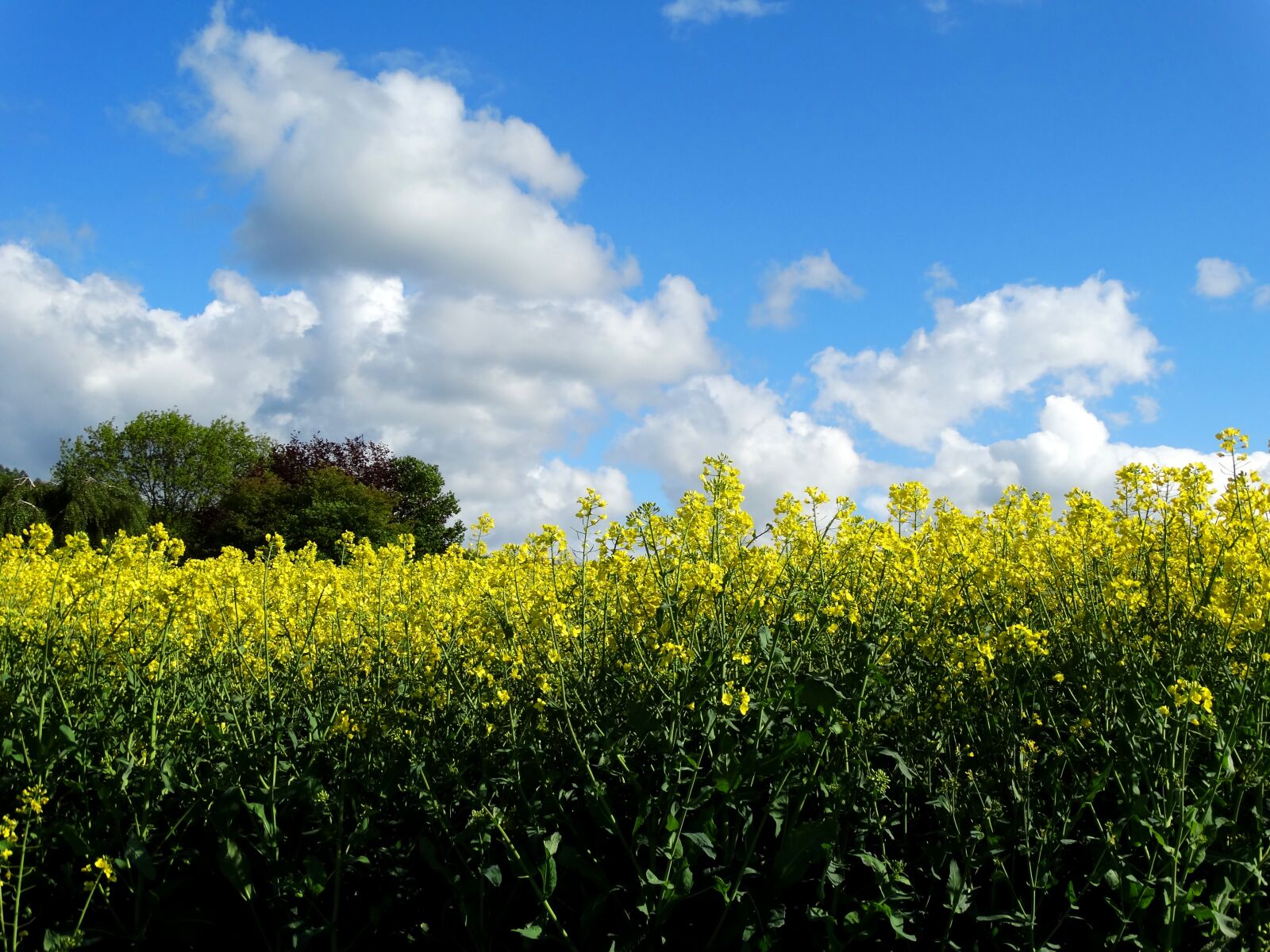Sony Cyber-shot DSC-HX300 sample photo. Field of rapeseeds, oilseed photography