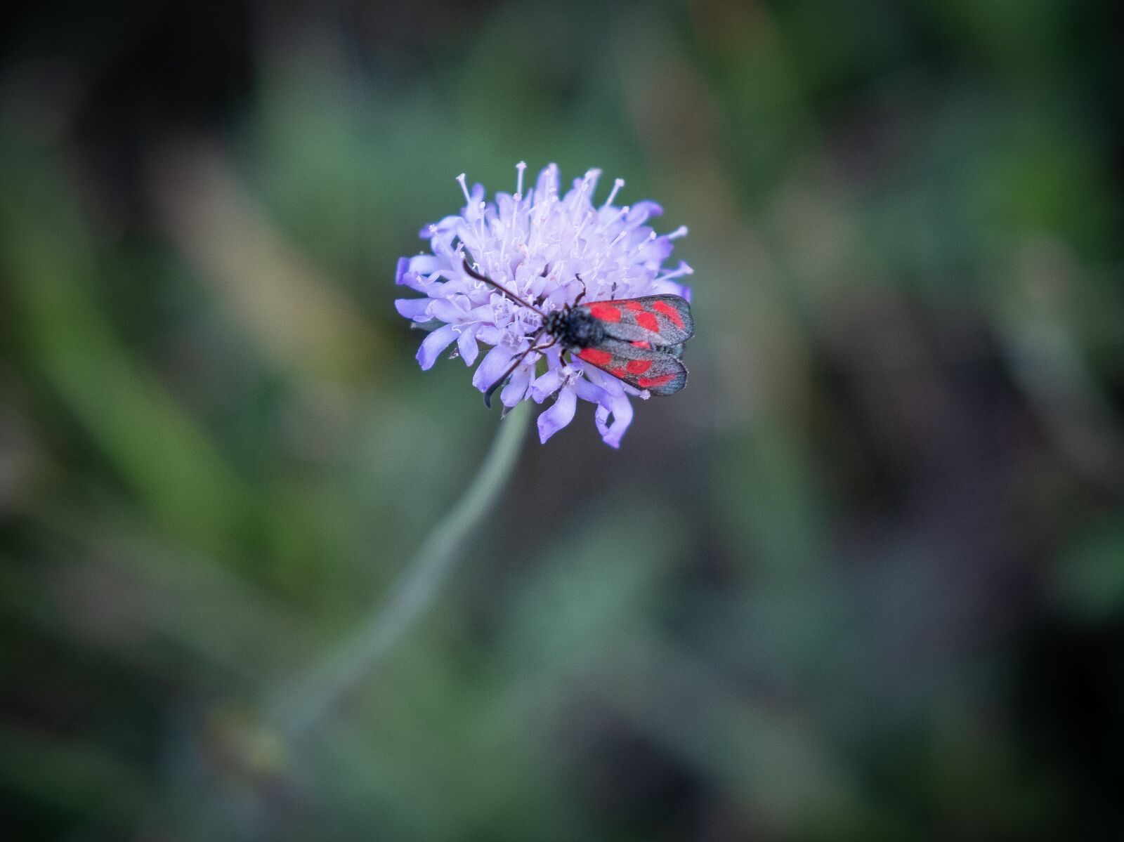 Fujifilm X-T2 sample photo. White, nature, insect photography