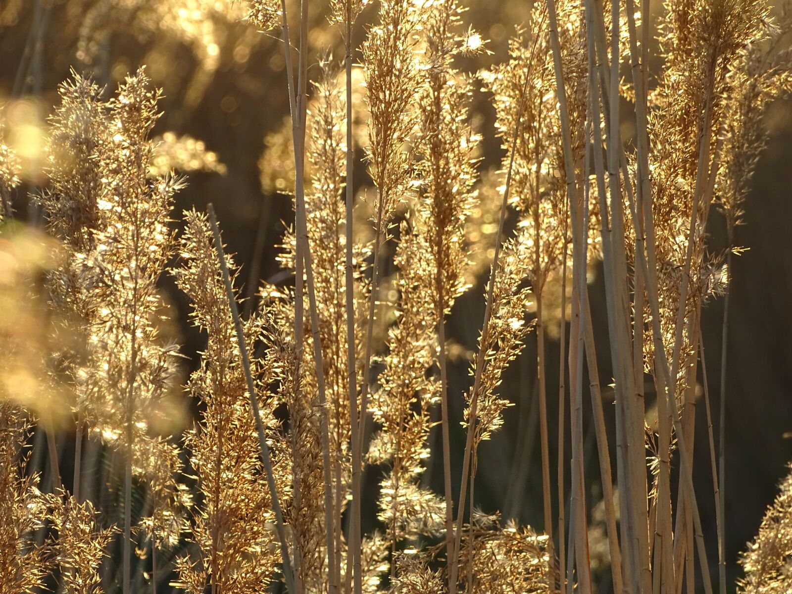 Sony Cyber-shot DSC-HX400V sample photo. Sunset, gold, evening photography