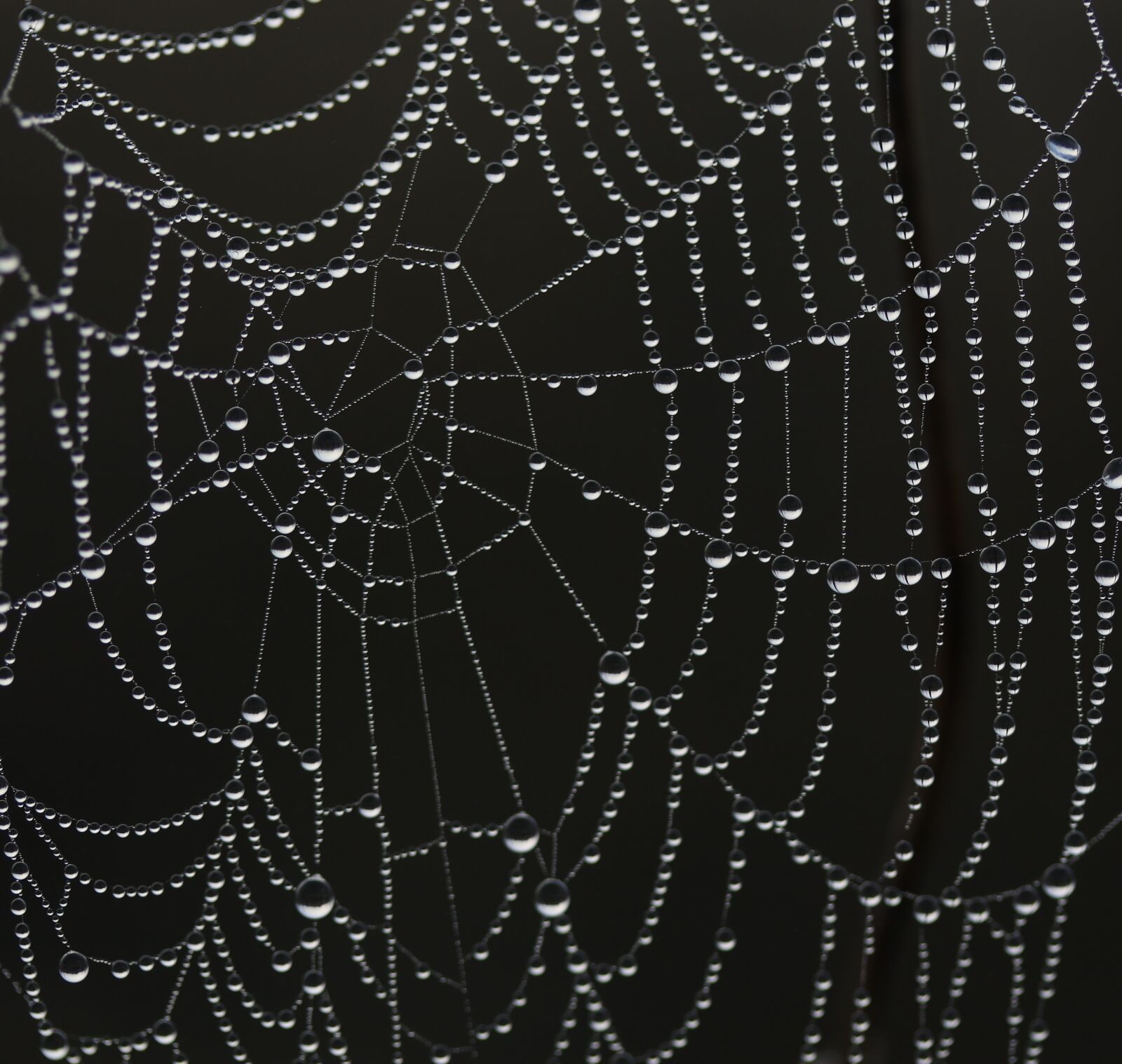 Canon EF-S 60mm F2.8 Macro USM sample photo. Spider web, drops, wet photography