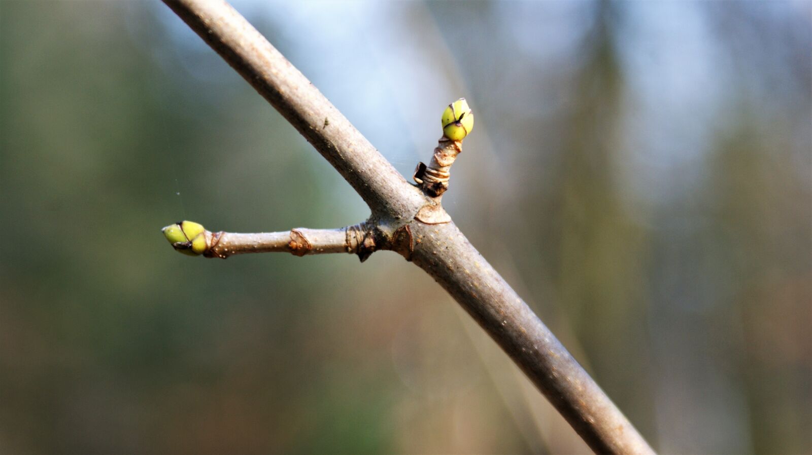Sony Alpha DSLR-A350 sample photo. Leaves, new, bush photography