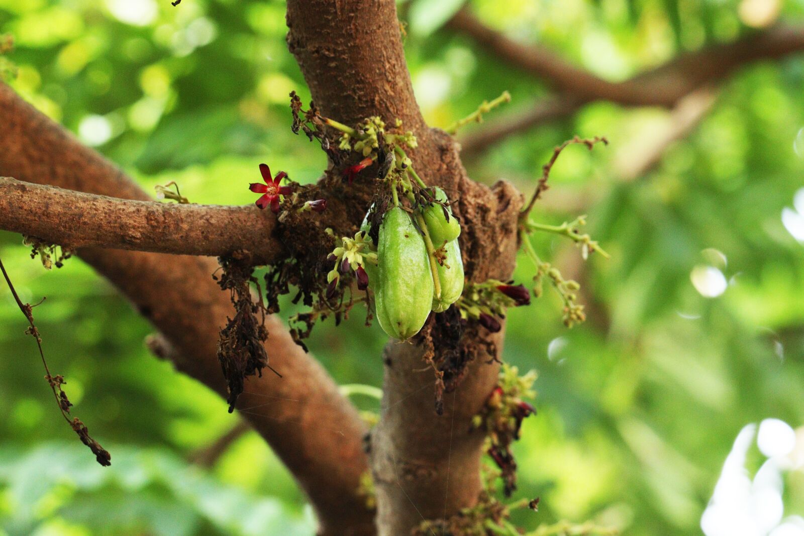 Canon EOS 250D (EOS Rebel SL3 / EOS Kiss X10 / EOS 200D II) sample photo. Bilimbi, kerala, tree photography