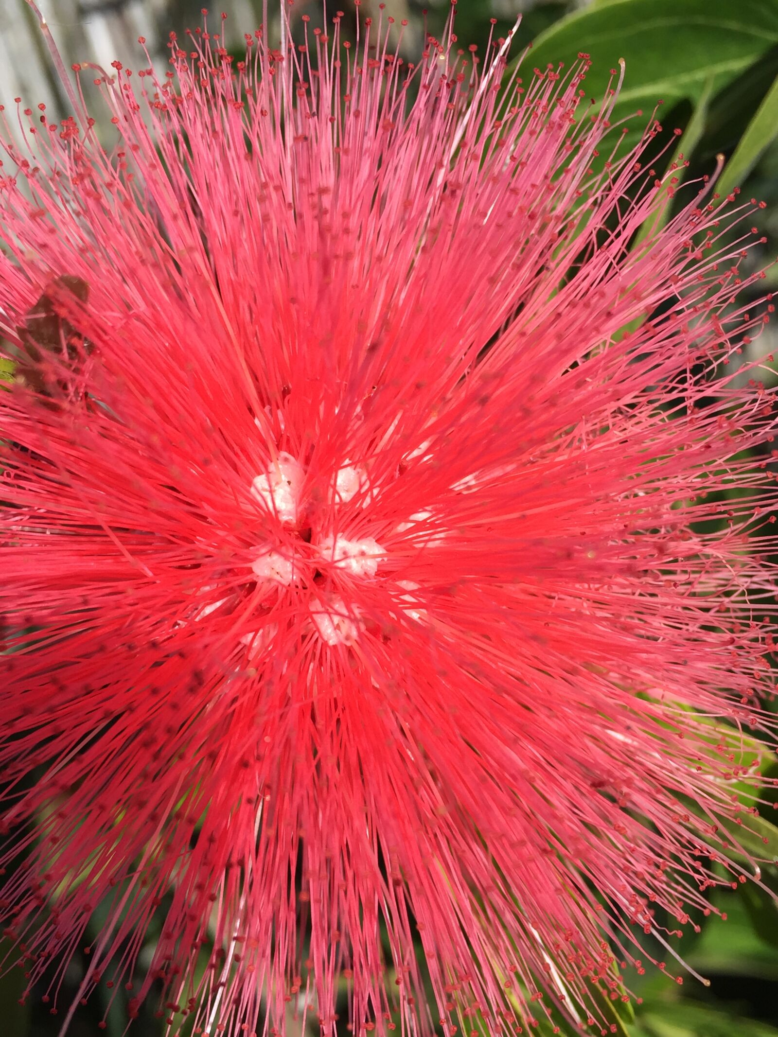 Apple iPhone 6 sample photo. Bottebrush, plant, flower, pom photography