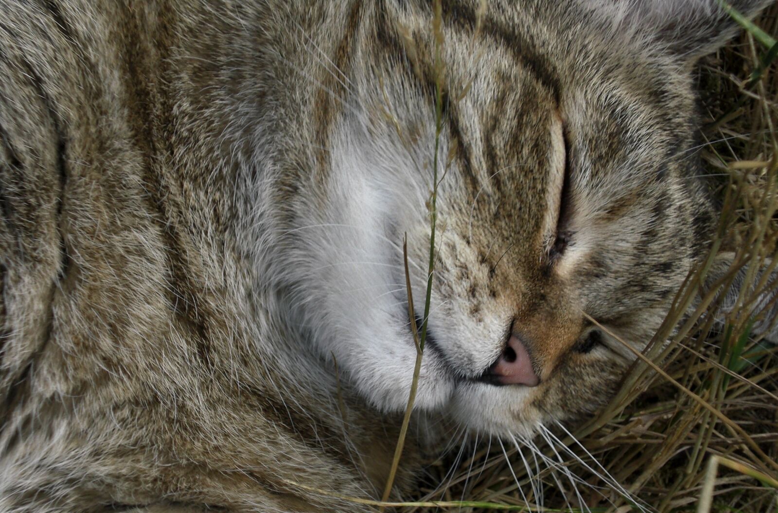 CASIO EX-Z77 sample photo. Emotion, animal, cat photography