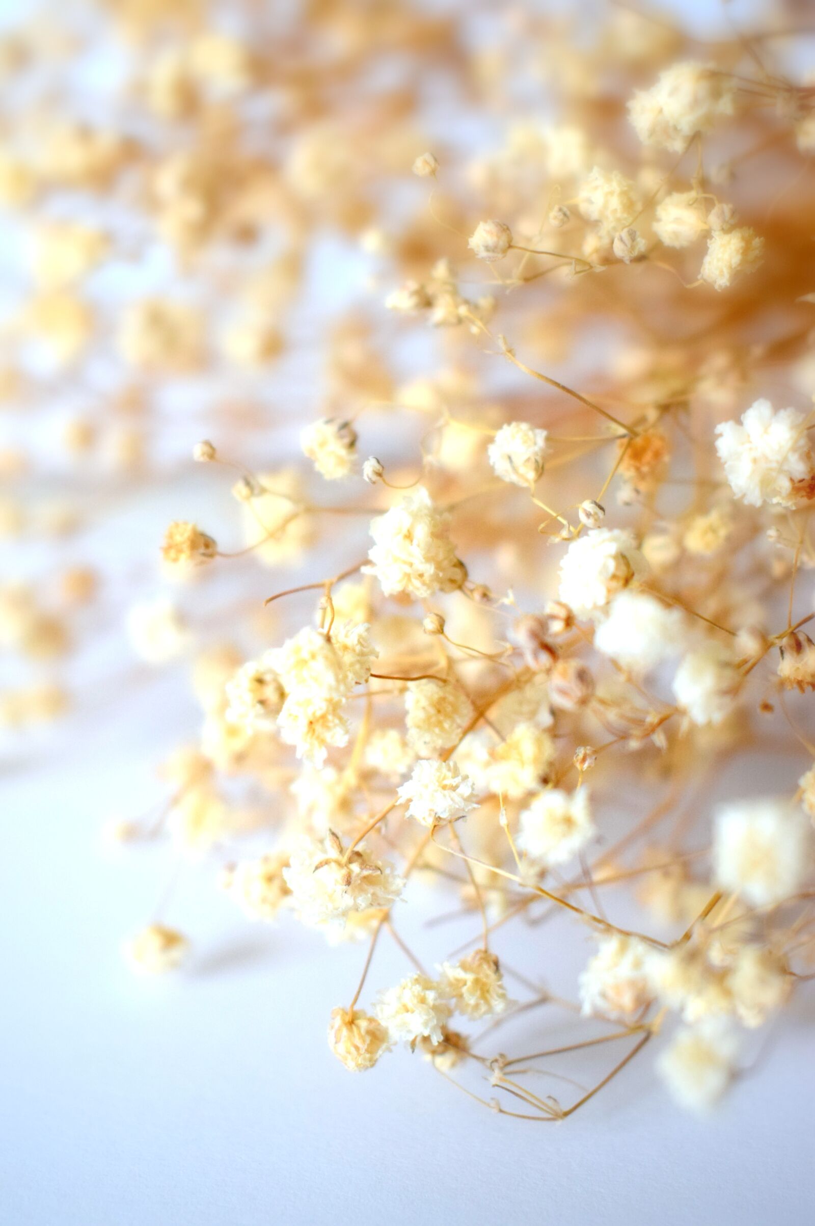 Nikon D3300 sample photo. Dried, flowers, flower photography