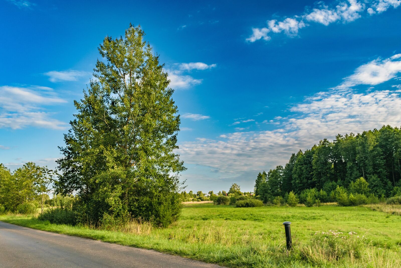 Nikon D5300 sample photo. Landscape, tree, way photography