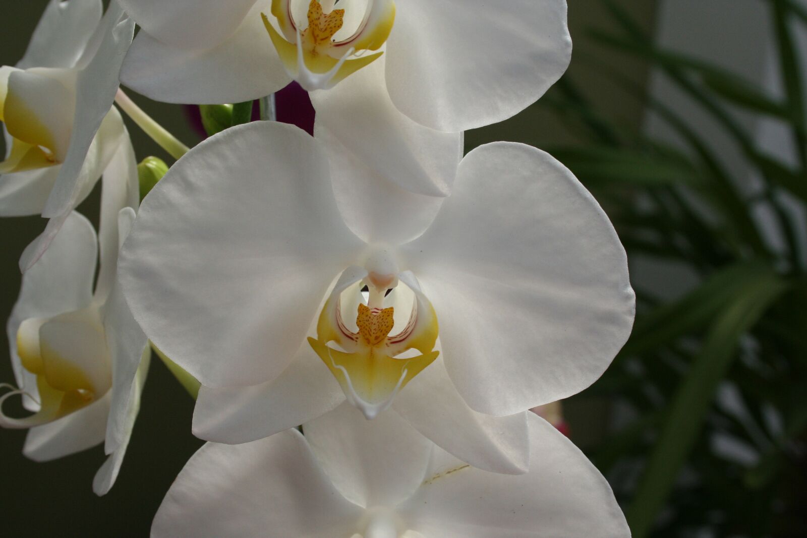 Canon EOS 350D (EOS Digital Rebel XT / EOS Kiss Digital N) sample photo. Flower, flowers, orchid photography