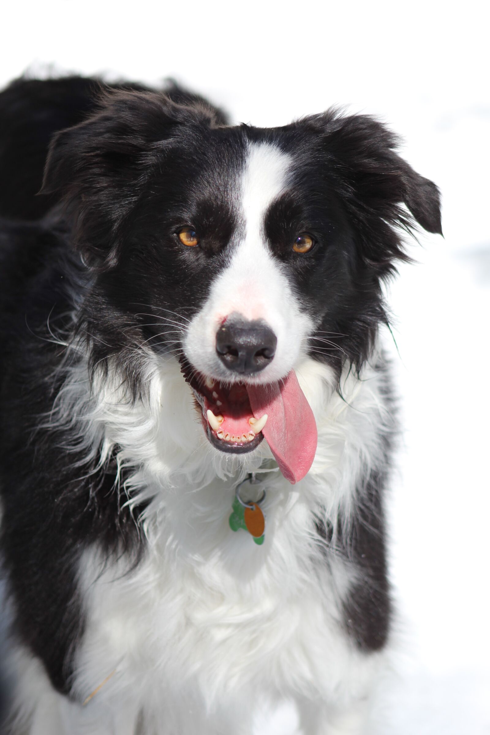 Canon EOS 1300D (EOS Rebel T6 / EOS Kiss X80) sample photo. Border collie, dog, winter photography