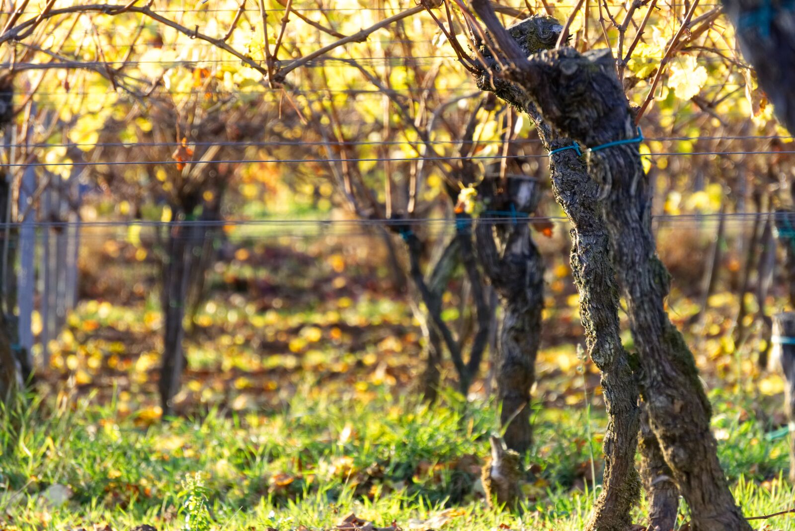 Sony a6000 sample photo. Vineyards, vines, vineyard photography