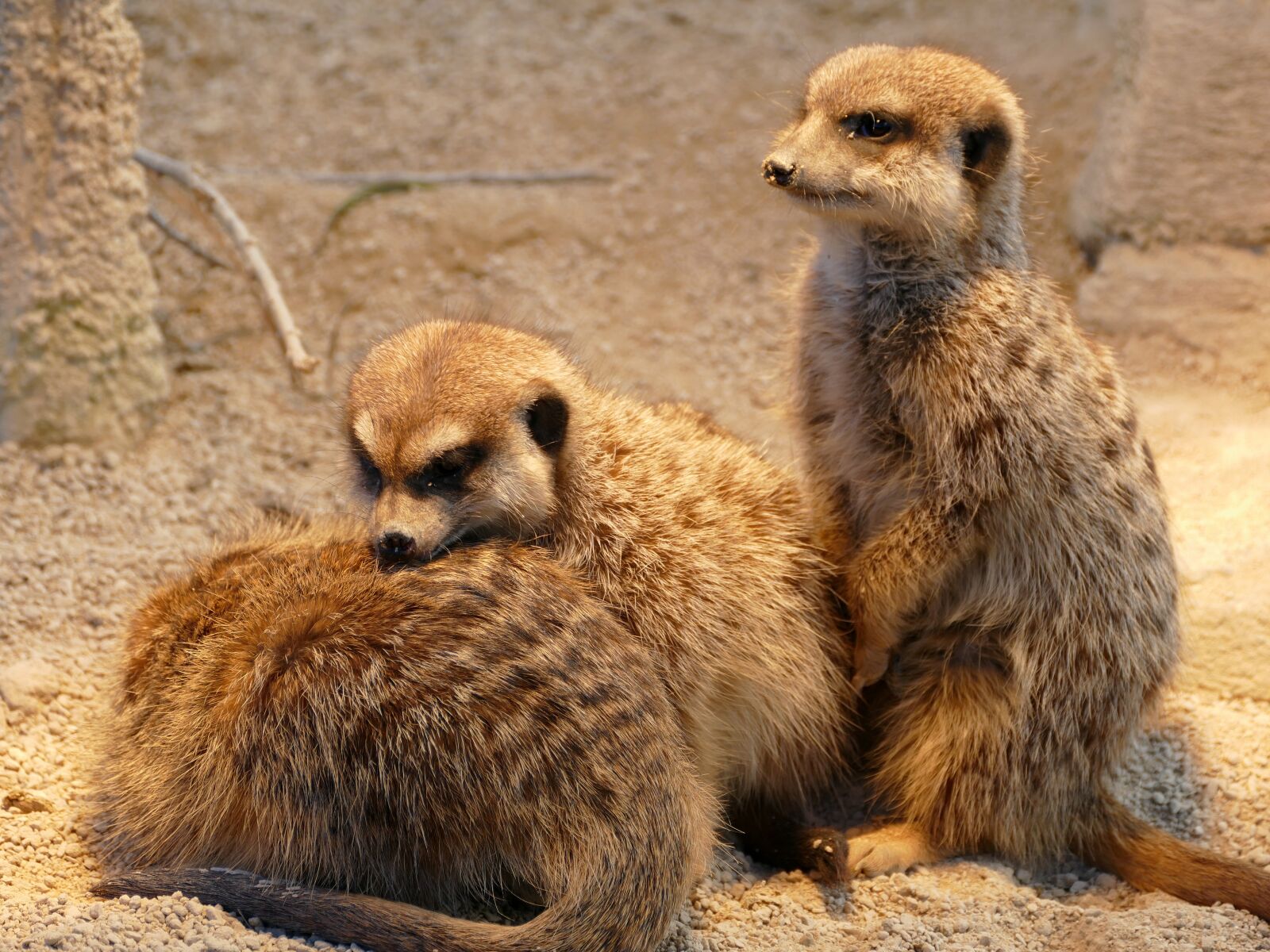 Panasonic Lumix DMC-FZ1000 sample photo. Meerkat, animal, animal world photography