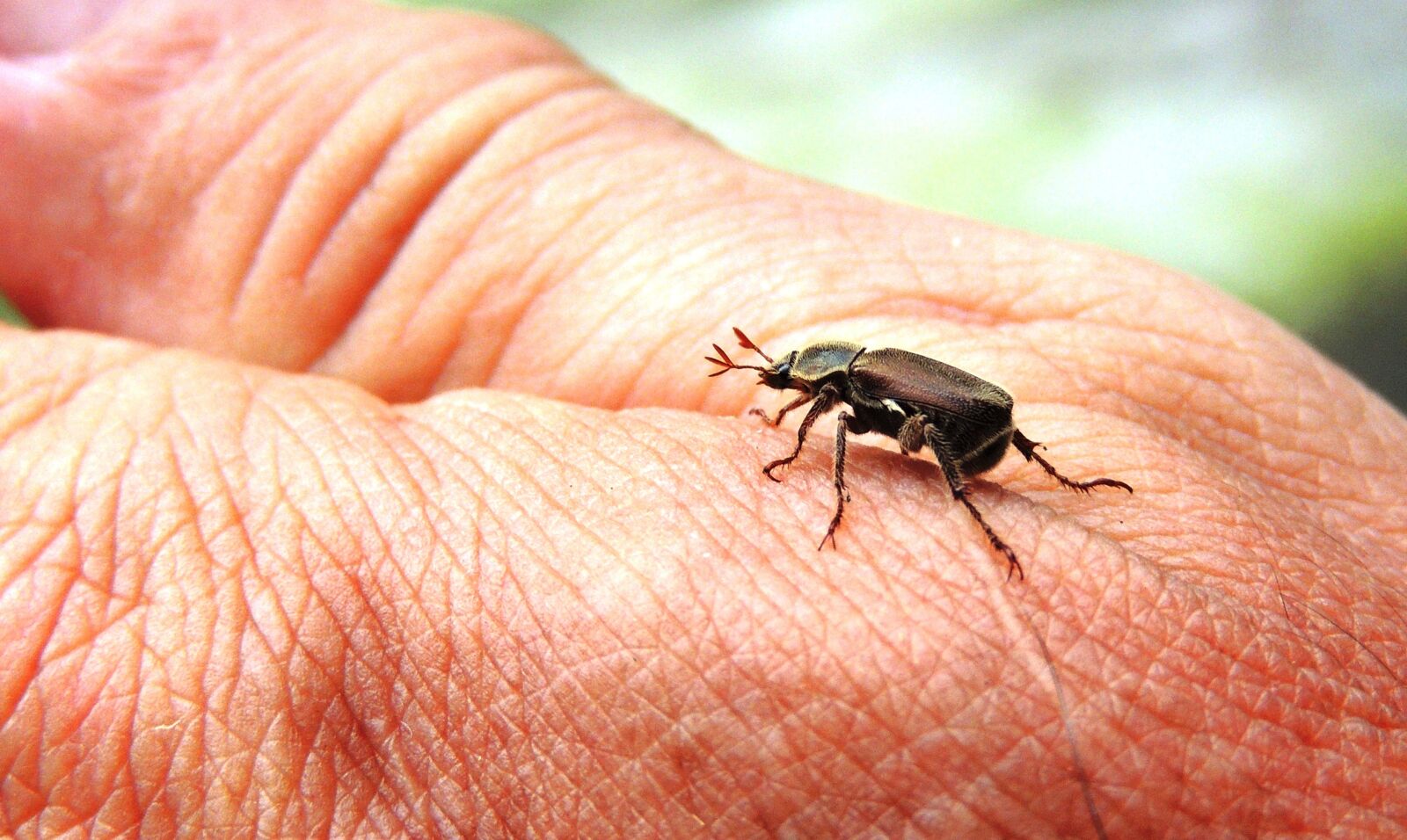 Nikon Coolpix P510 sample photo. Images, insects, area photography
