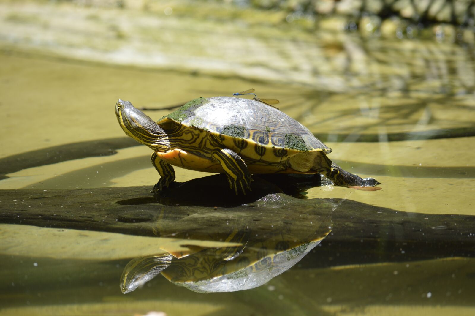 Nikon D3200 sample photo. Turtle, fauna, animal photography
