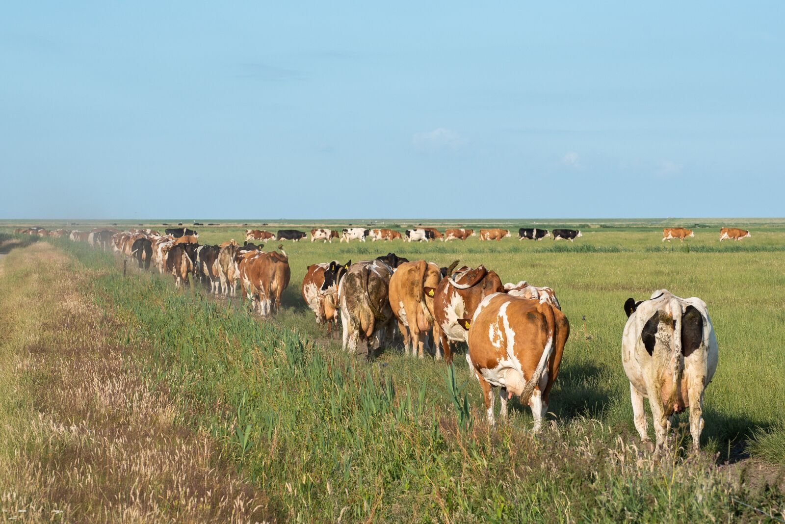 Nikon D750 sample photo. Cows, nature, agriculture photography