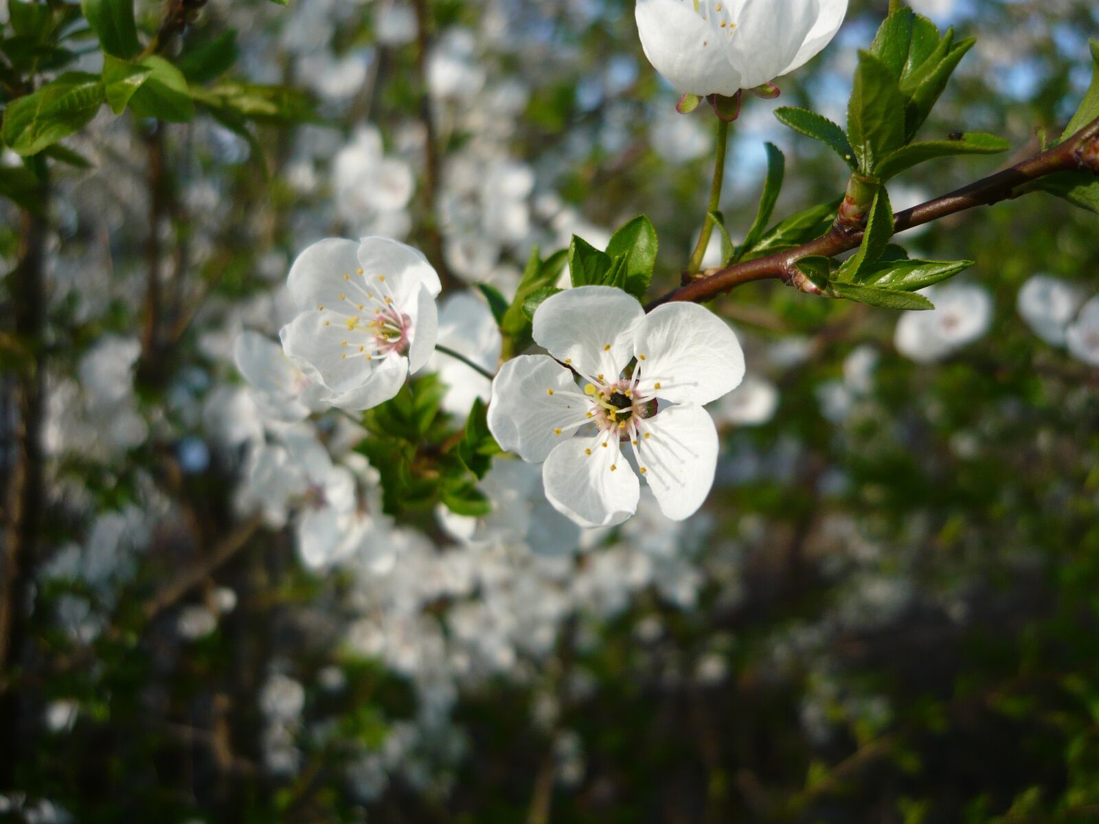 Panasonic DMC-LS80 sample photo. Spring, flower, tree photography