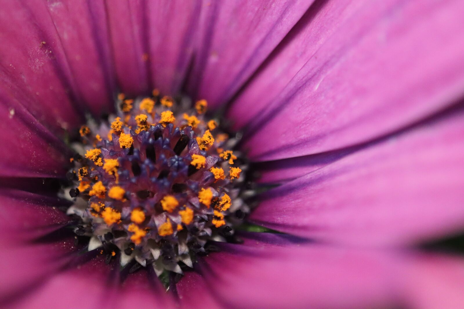 Canon EOS 90D sample photo. Flowers, bloom, spring photography