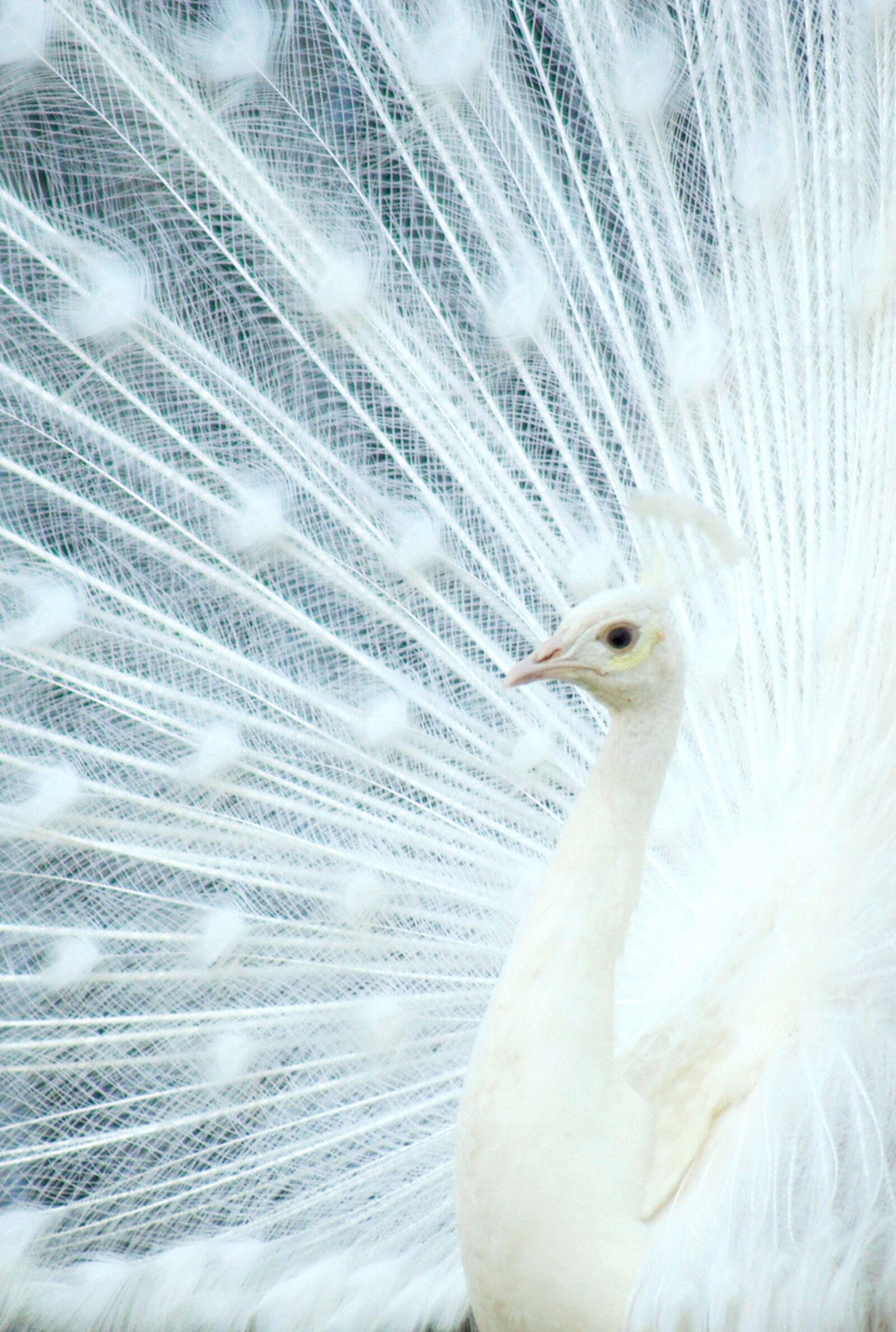 Pentax K200D sample photo. Peacock, white peacock, white photography