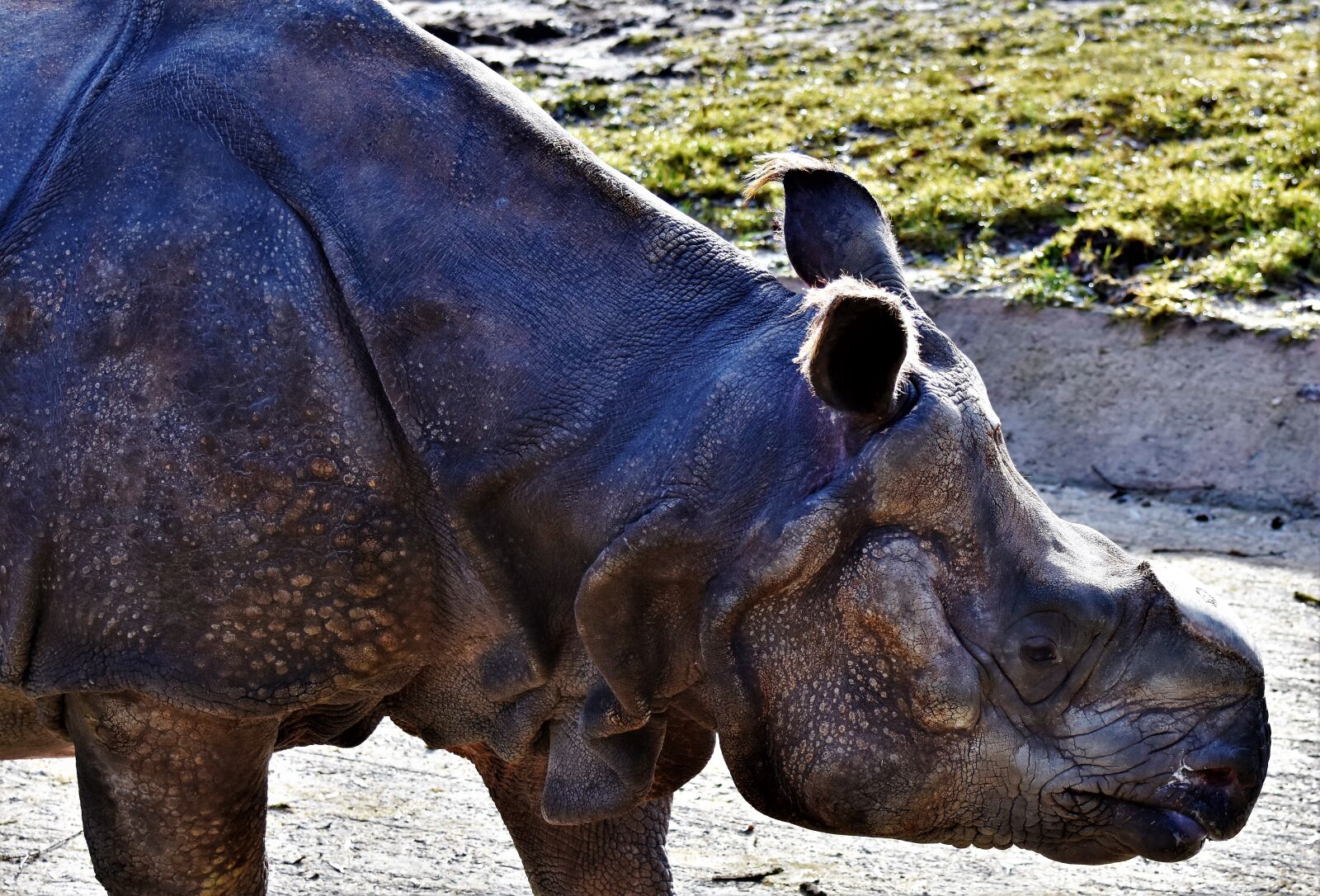Nikon D7200 sample photo. Rhino, horn, animal photography