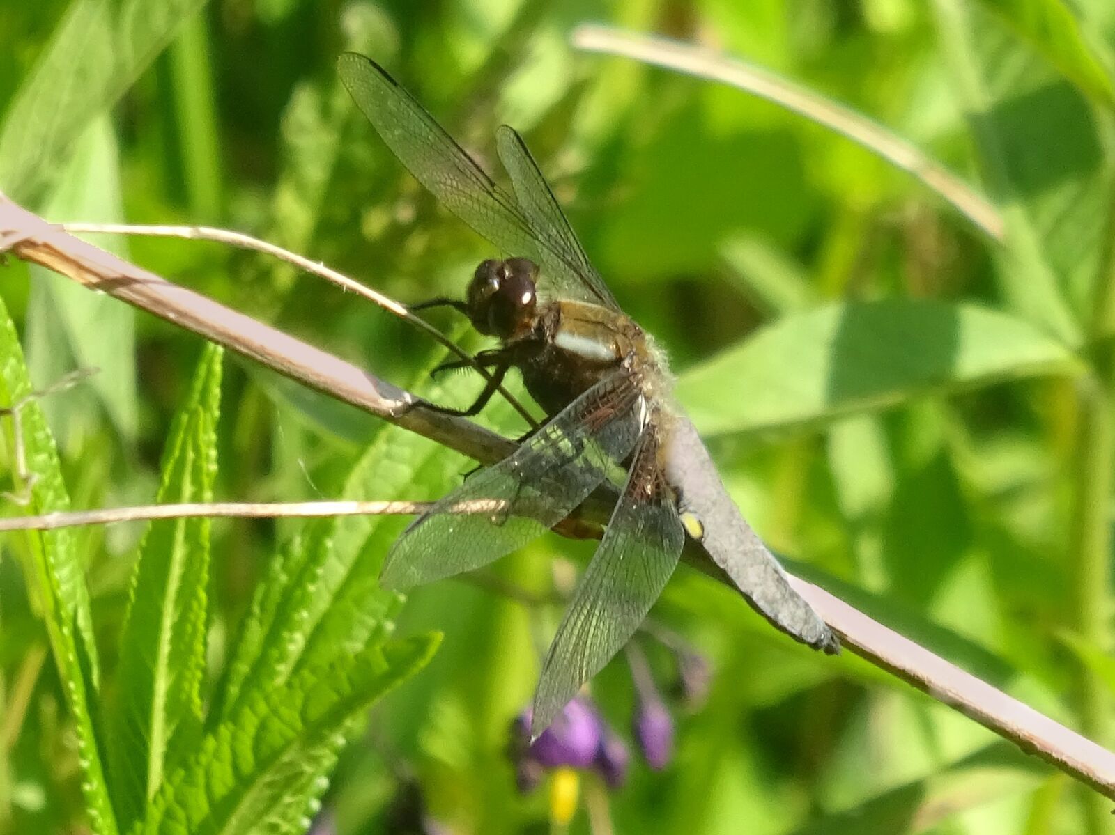 Sony Cyber-shot DSC-WX350 sample photo. Dragonfly, bug, nature photography