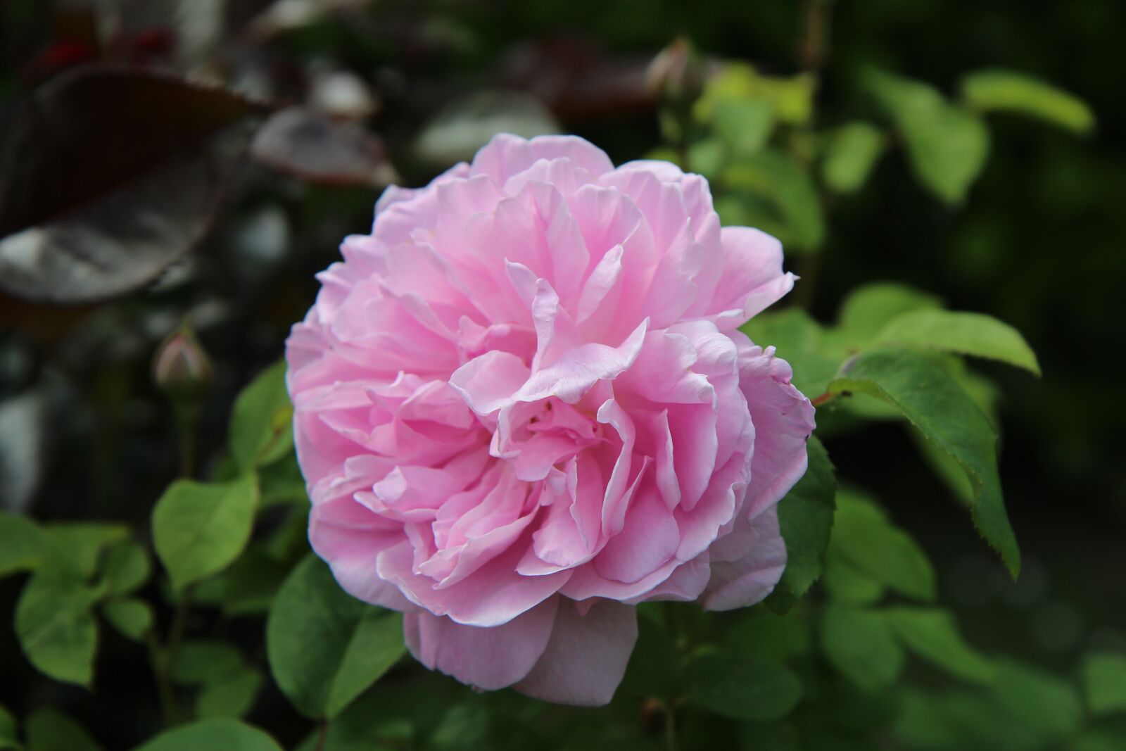 Canon EOS 600D (Rebel EOS T3i / EOS Kiss X5) sample photo. Pink, rosebush, rosier english photography