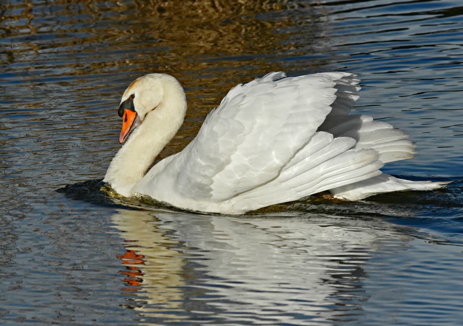 Nikon D750 sample photo. Swan, water bird, animal photography