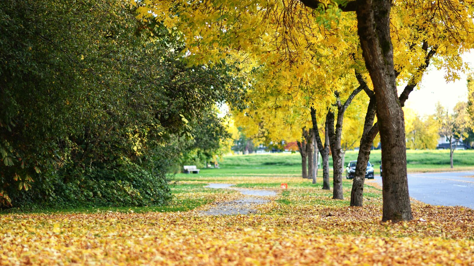 Nikon D7500 sample photo. Autumn, trees, leaves photography