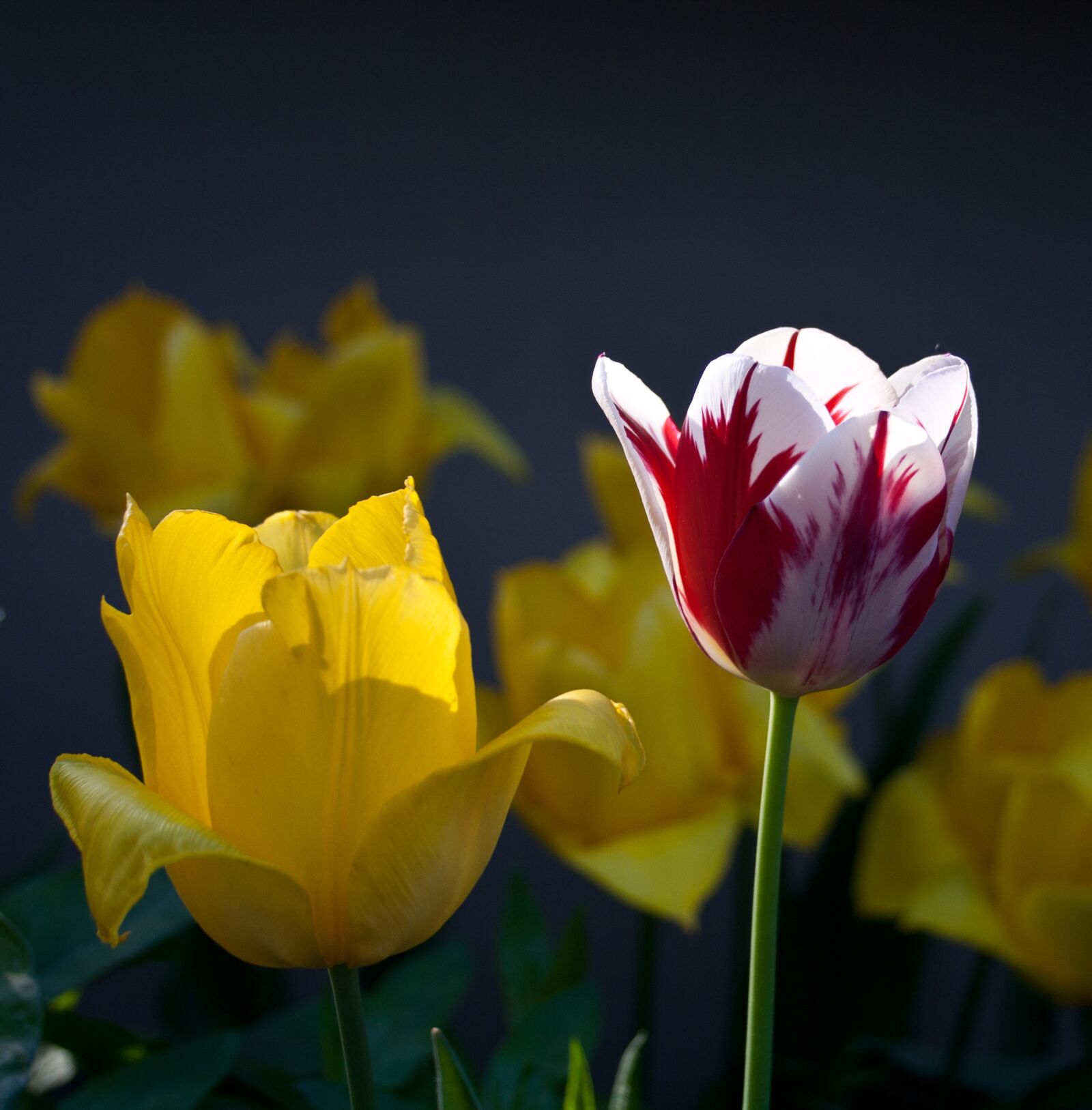 Canon EOS 400D (EOS Digital Rebel XTi / EOS Kiss Digital X) sample photo. Tulips, yellow, flamed photography