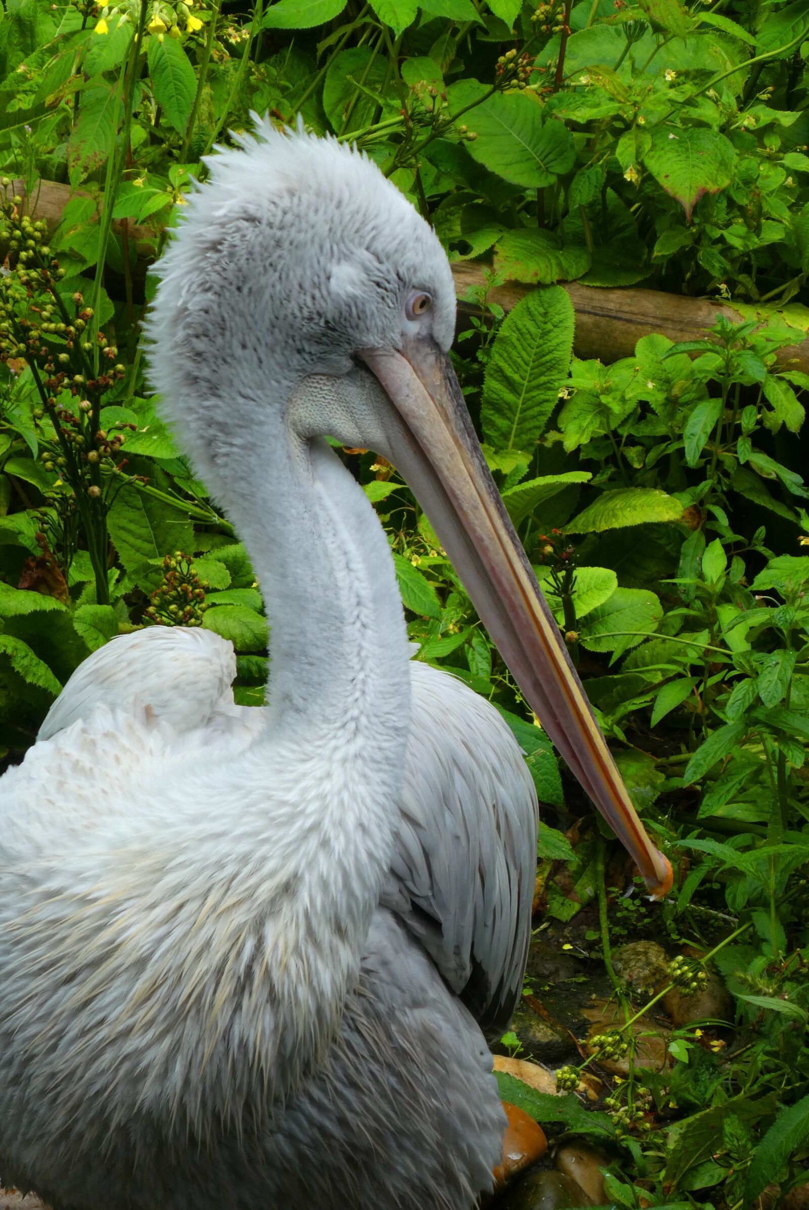Panasonic Lumix DC-ZS70 (Lumix DC-TZ90) sample photo. Pelican, beak, bird photography