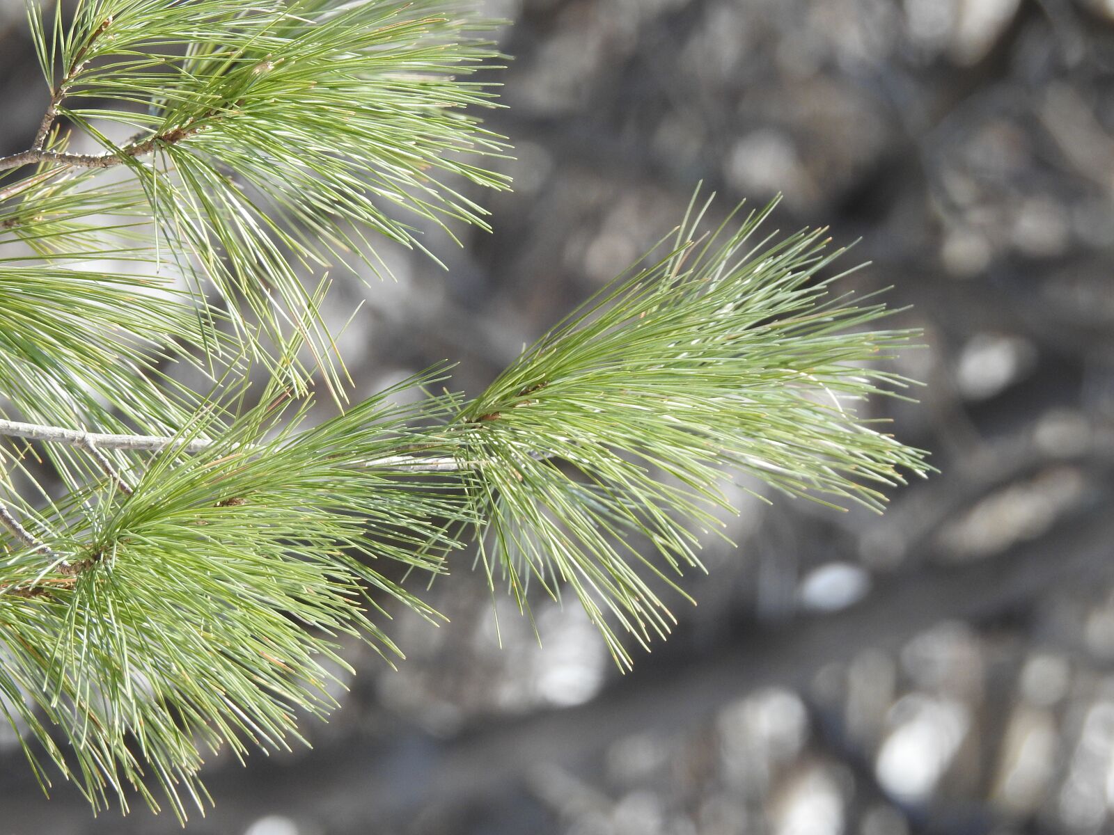 Nikon Coolpix P900 sample photo. Pine, winter, forest photography
