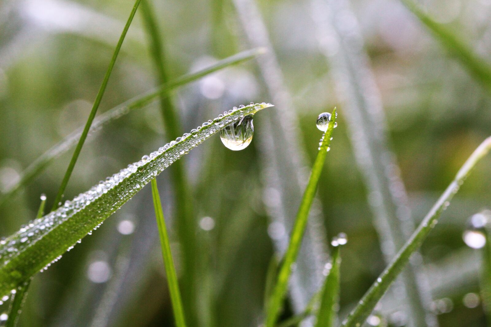 Canon EOS 1200D (EOS Rebel T5 / EOS Kiss X70 / EOS Hi) sample photo. Dewdrop, meadow, macro photography
