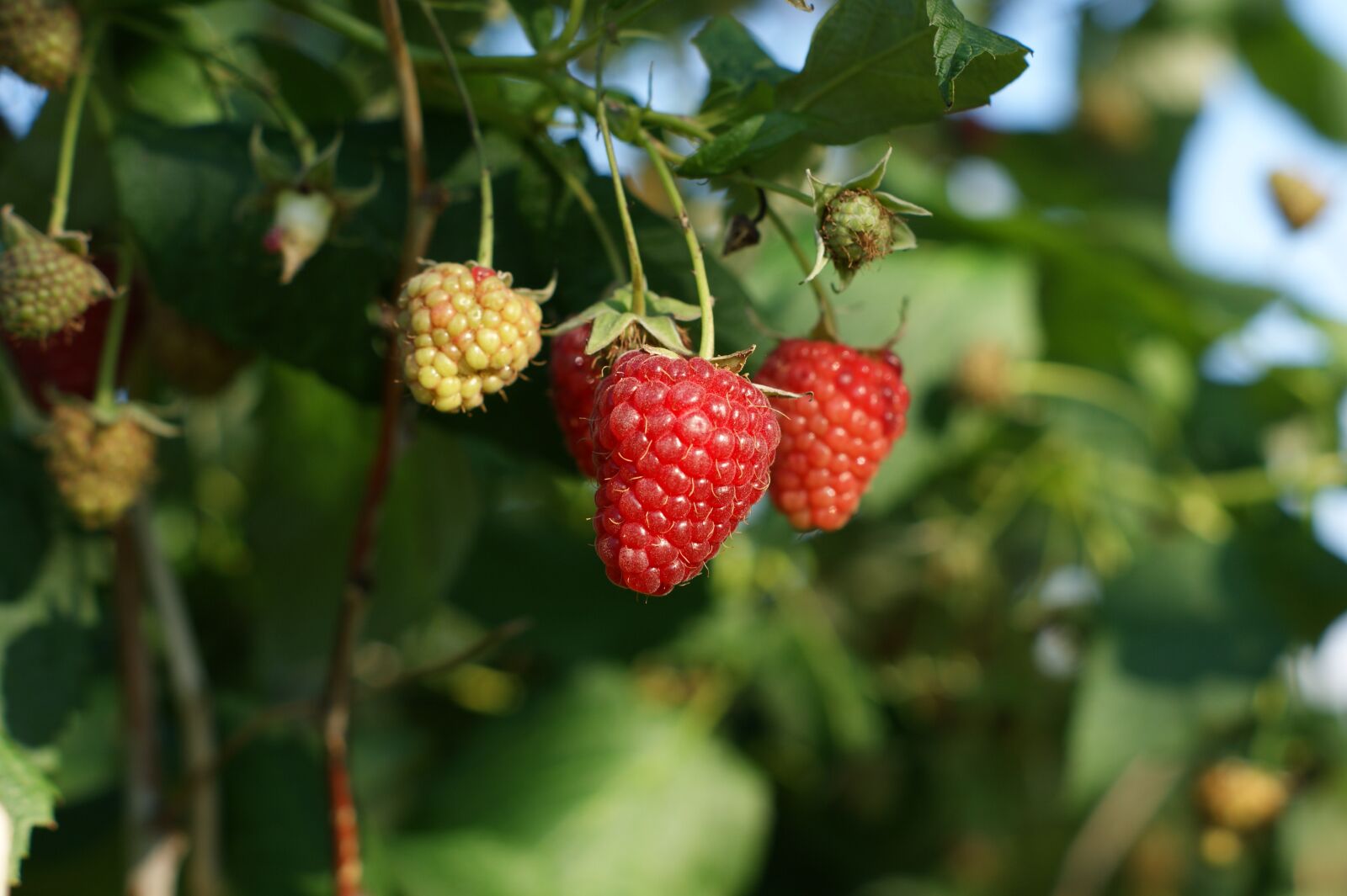 Sony Alpha DSLR-A390 sample photo. Fruit, malina, red photography